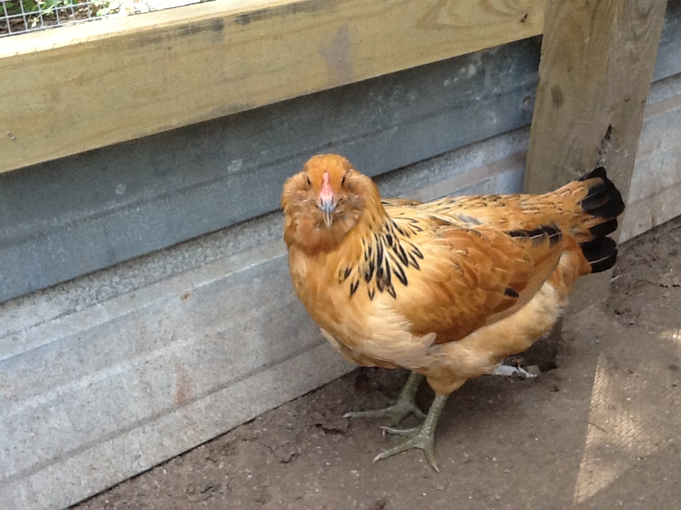 Daisy   thought she was a male but at almost 5 months I would think her comb would be bigger   still not like her sister's comb though