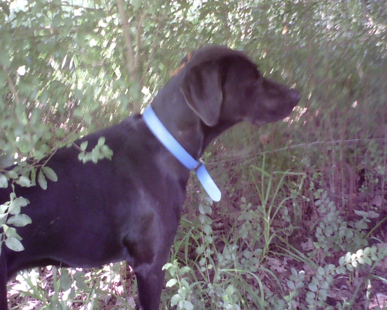 Daisy wa sort of a rescue. She was given to us due to the owner couldn't have her anymore. After my husband took one look at the pup you guessed it she became ours lol.