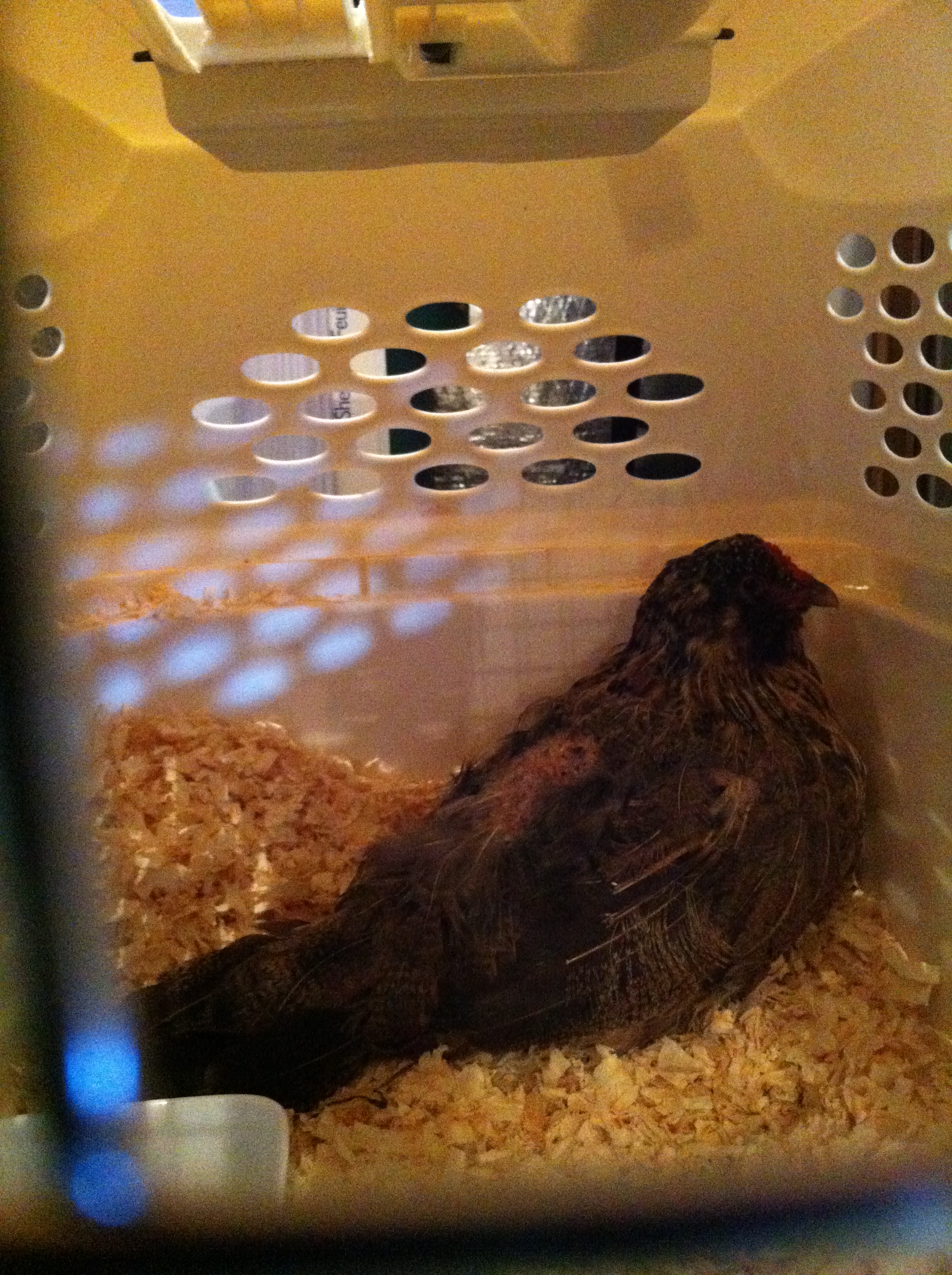 Daisy with her back feathers ripped out from roosters on the farm we got her from.