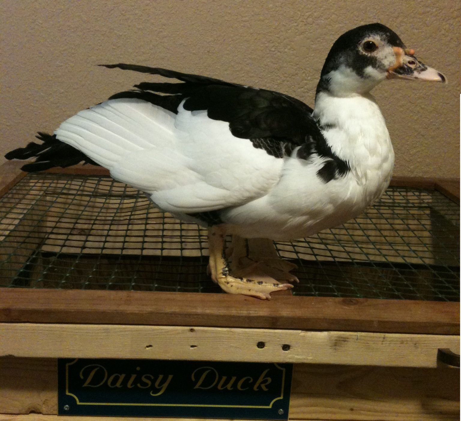 Daisy with lazy wings