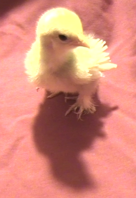 Daisy