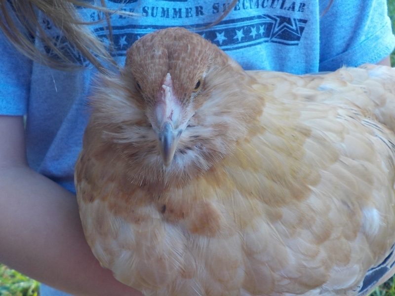 Daisy's beard is coming in nicely!