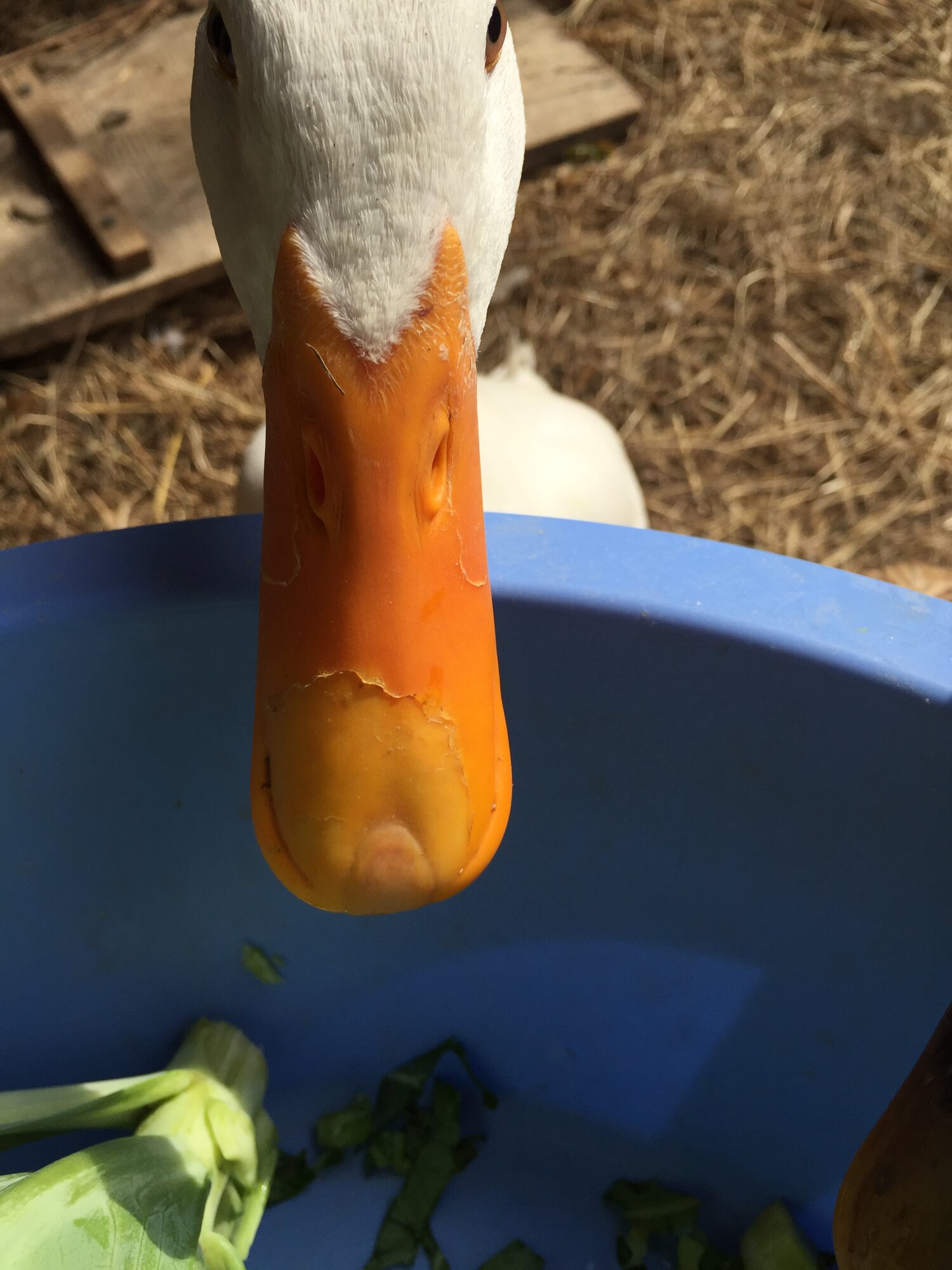 Daisy's chapped bill