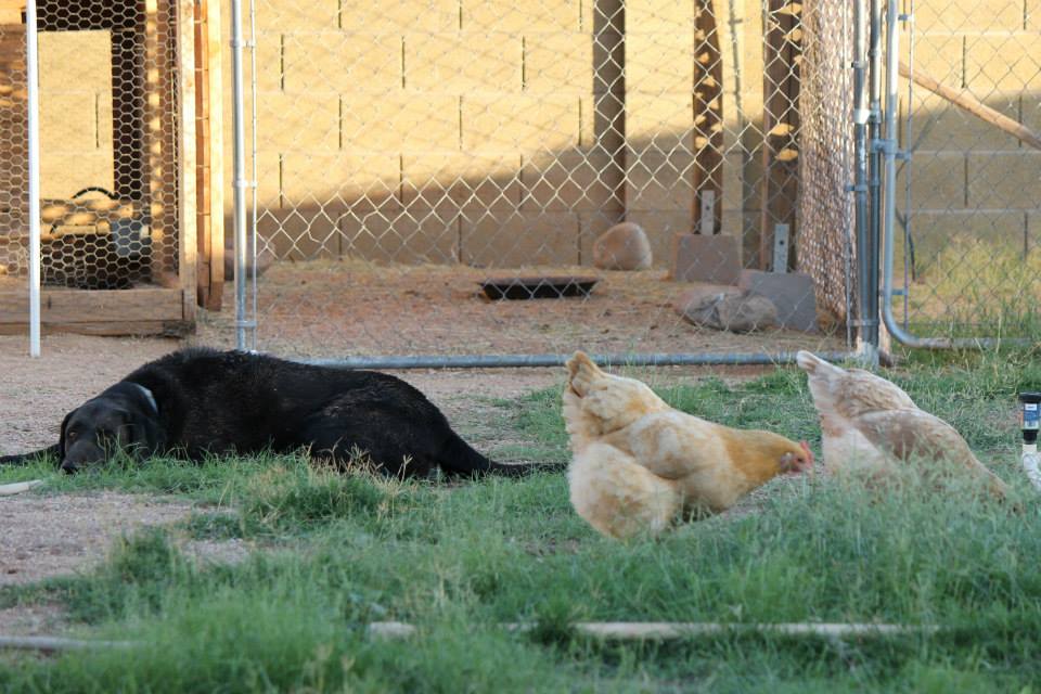 Dakota keeping an eye on our girls. Not sure if she's keeping them safe or just dreaming of how good they would taste if Mom and Dad weren't here. LOL