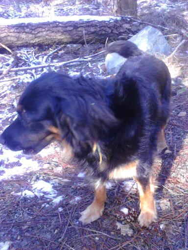 Dakota, Miracle and Rosie's mom. We don't know what she is exactly, a Gordon Setter we think?
