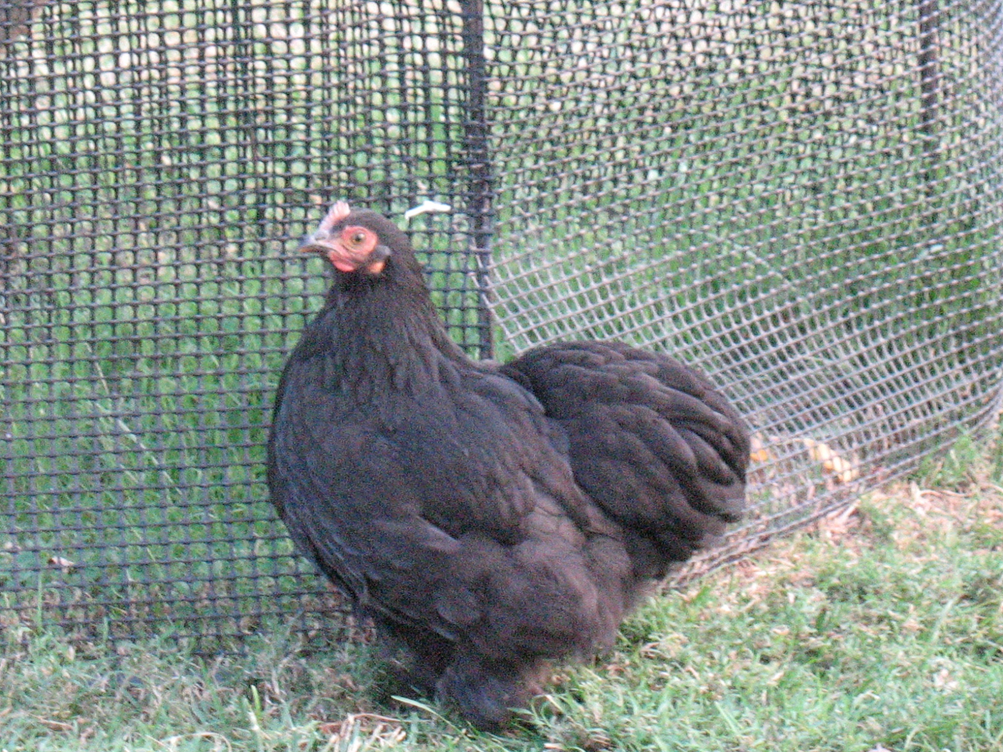 Dalia...    Cisco's Wife!