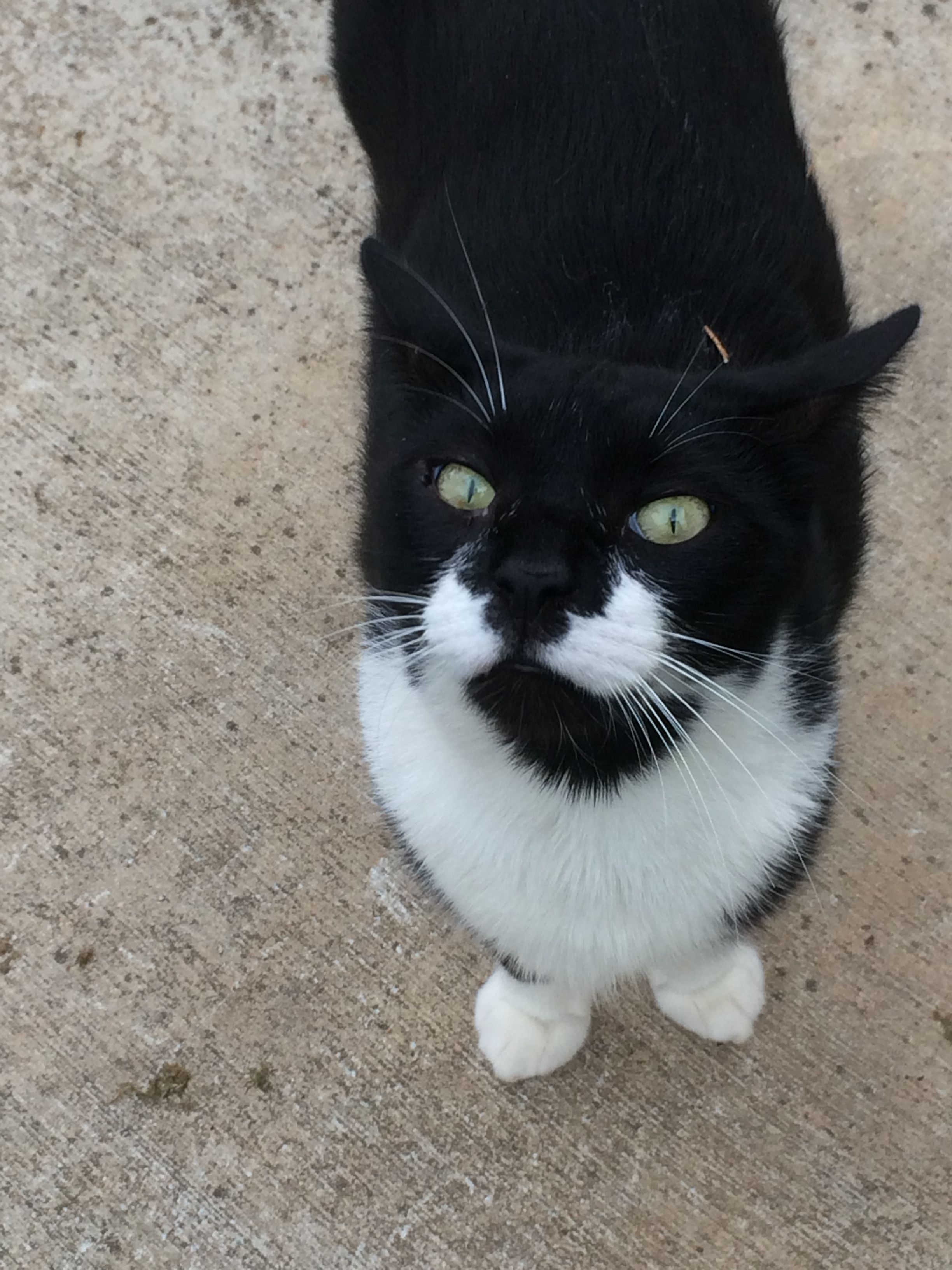 Damian is my 18lb cat and he constantly looks for a way over the fence to get up close and personal during free range time. Hopefully they will be too big for any dinner attempt soon.