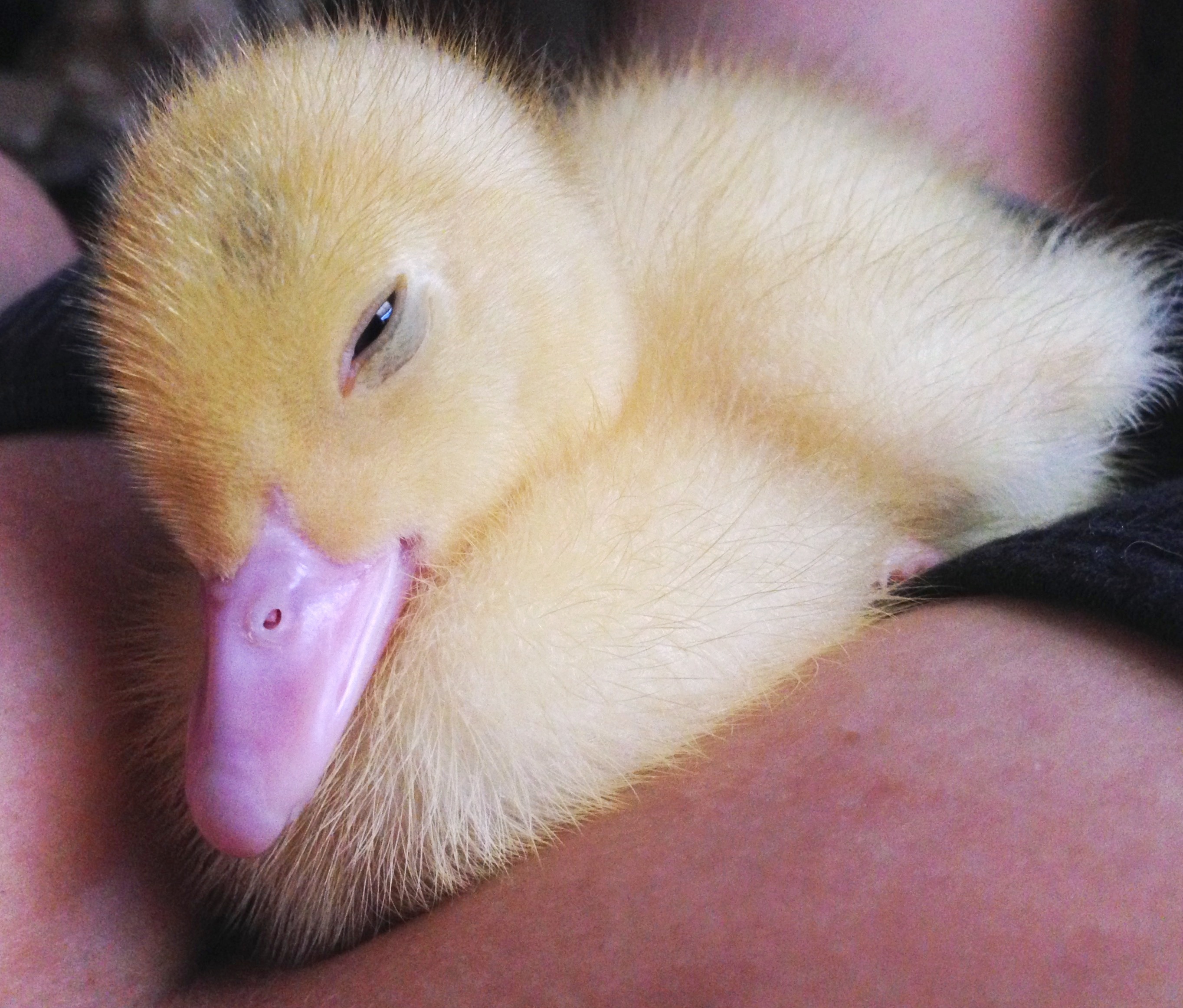 Dandelion River 1 week old