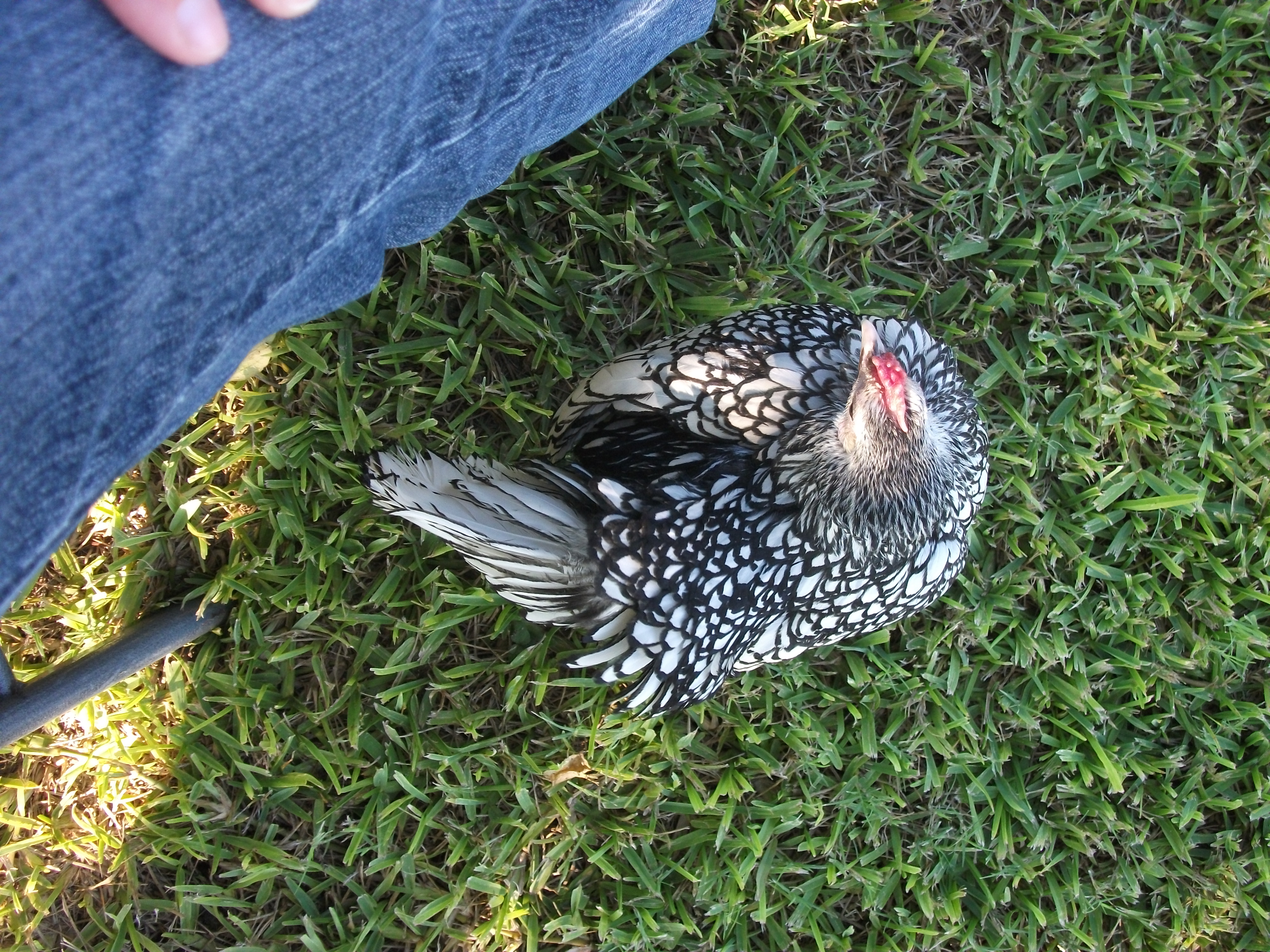 Dang and me in the front yard...preening.