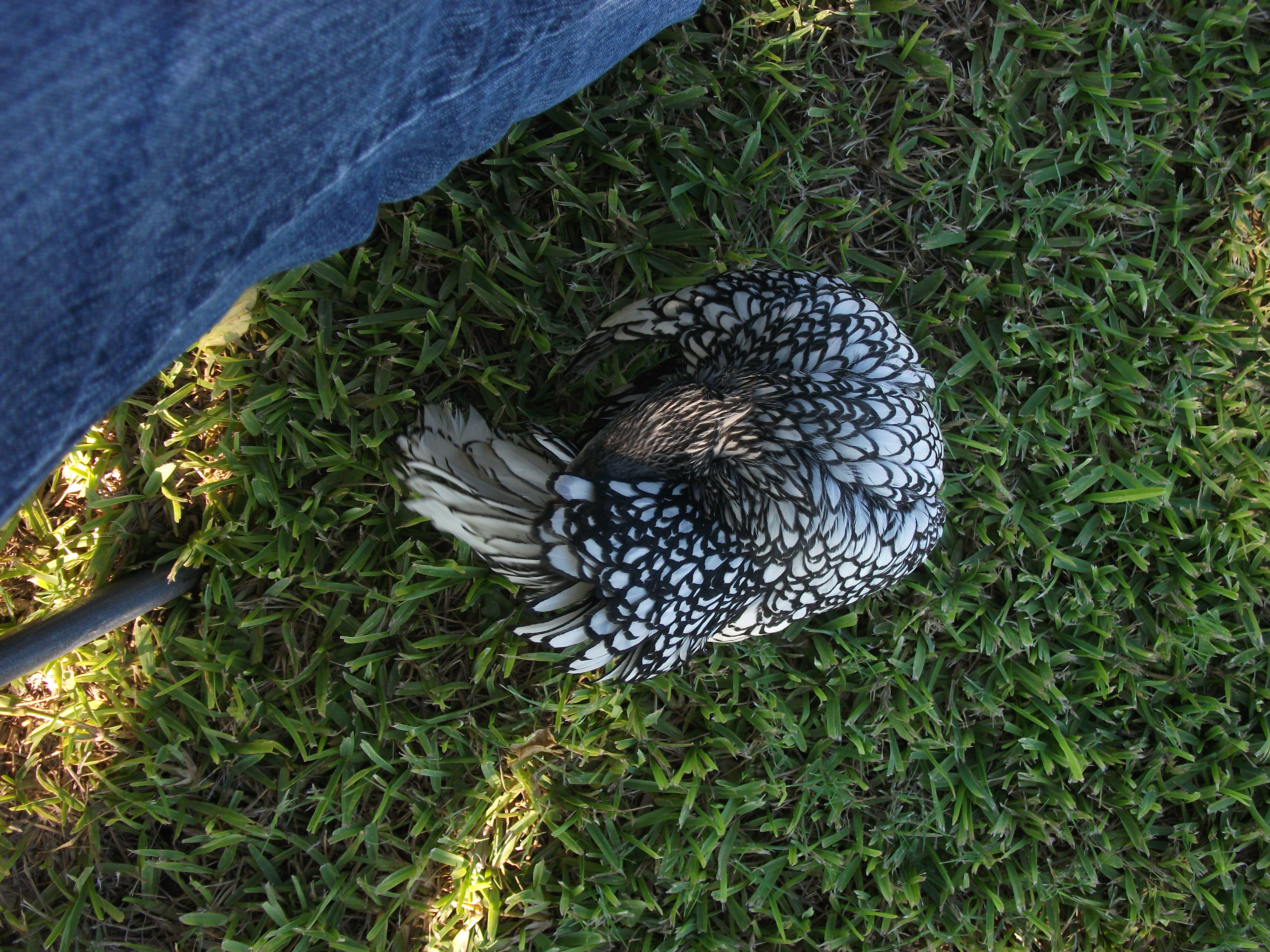 Dang and me in the front yard...preening.