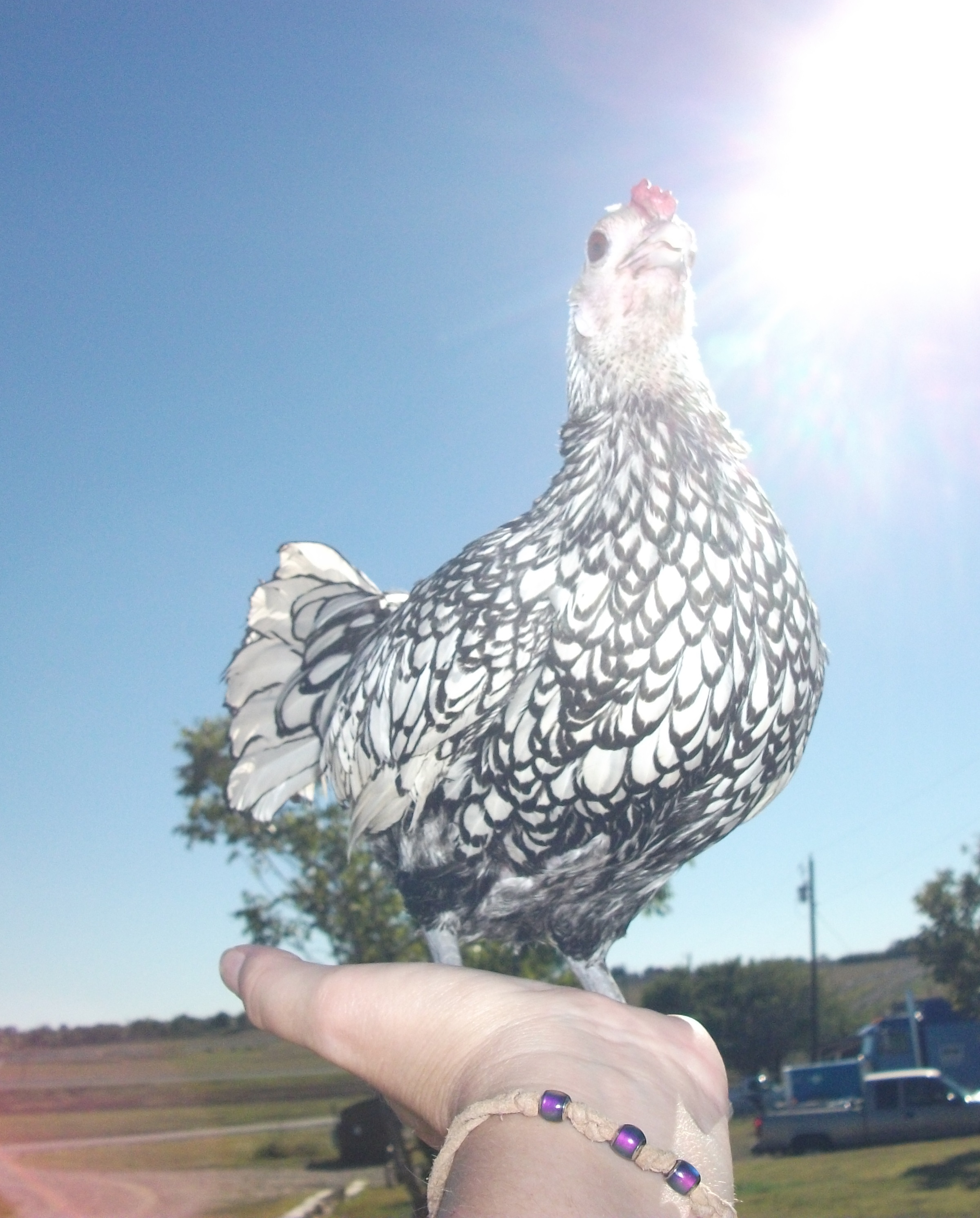 Dang had a nice day in the sunshine...but she was ready to go back in the house.