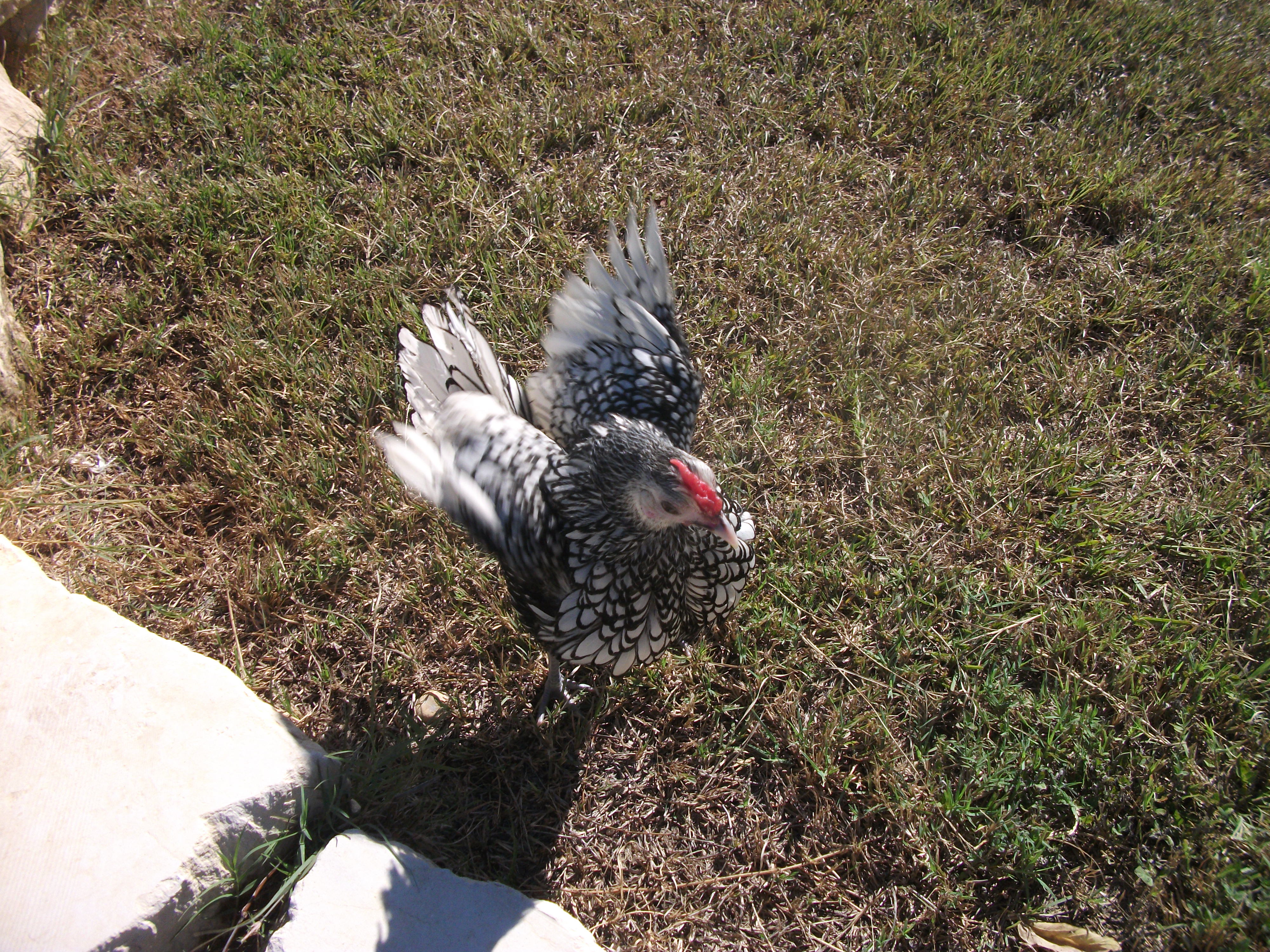 Dang stretching and flapping.