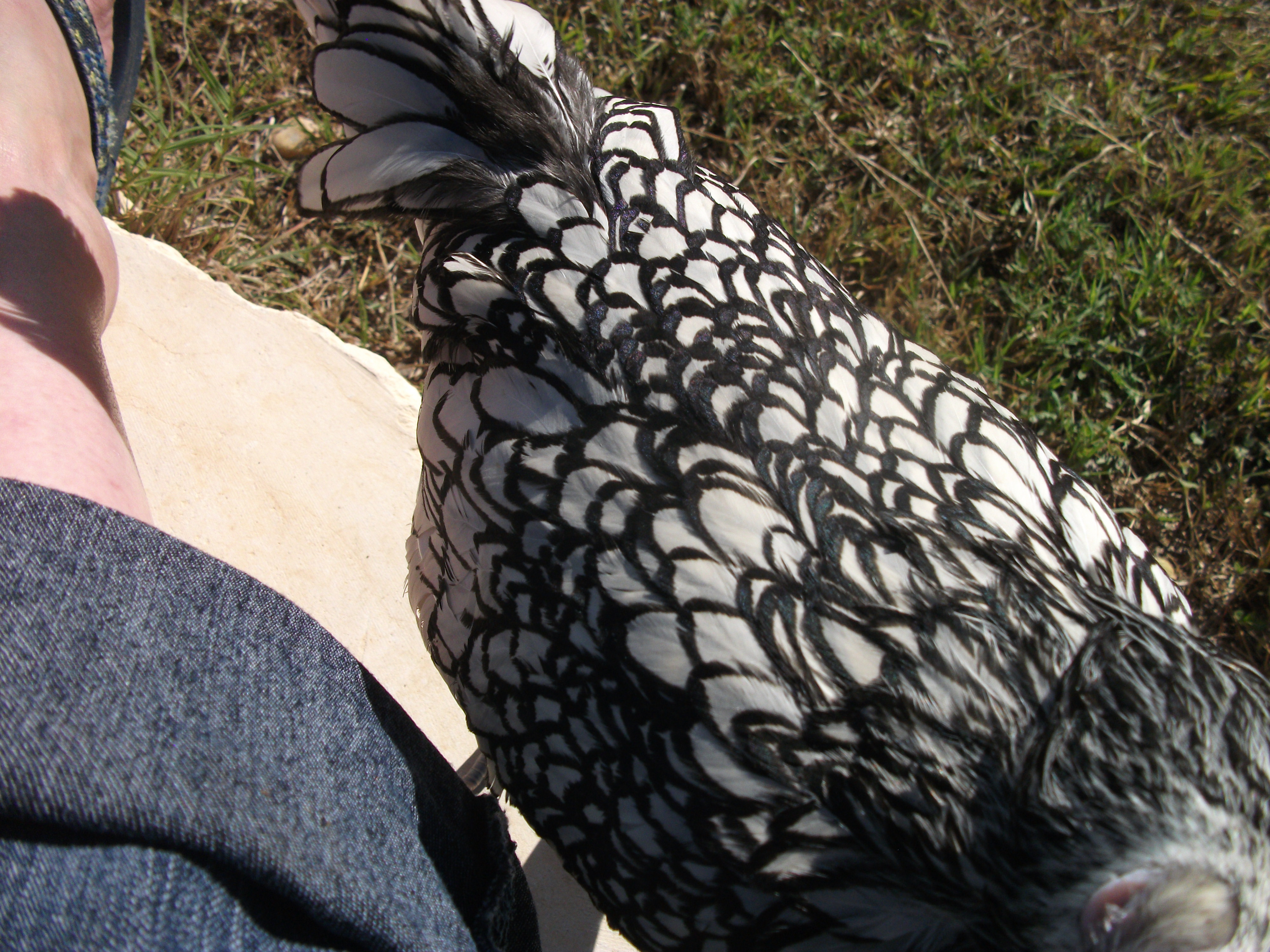 Dang trying to get in my lap.  I noticed that she has some green/blue sheen to her black lacing.  She just gets prettier every day.  She is going to be ONE year old on Oct. 2nd.
