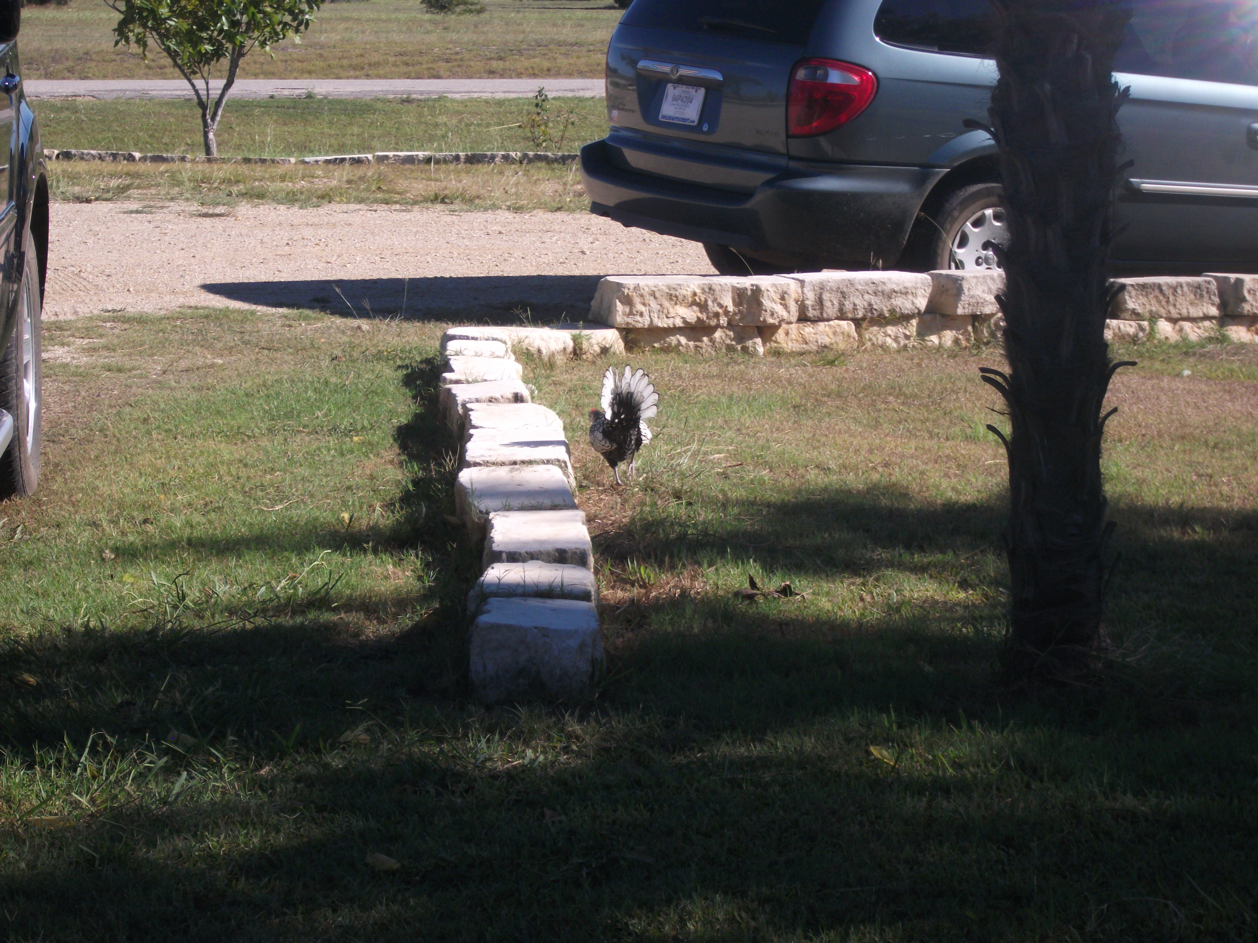 Dang with the wind at her butt in the front yard looking for bug in the rocks.