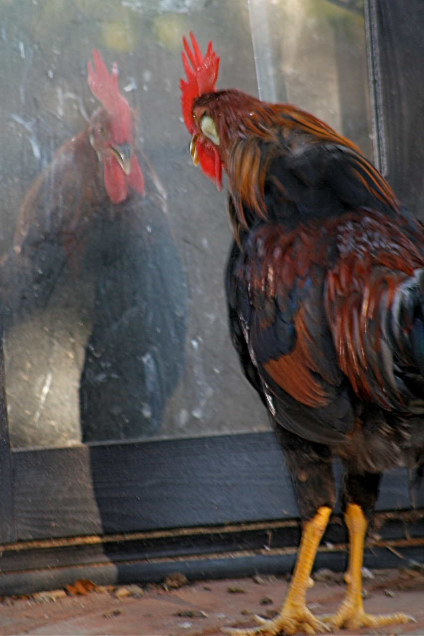 Danish Brown Leghorn sees hiimself for the first time