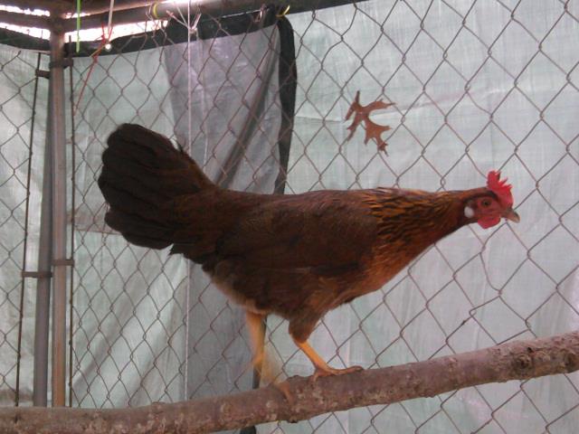 danish brown leghorn
