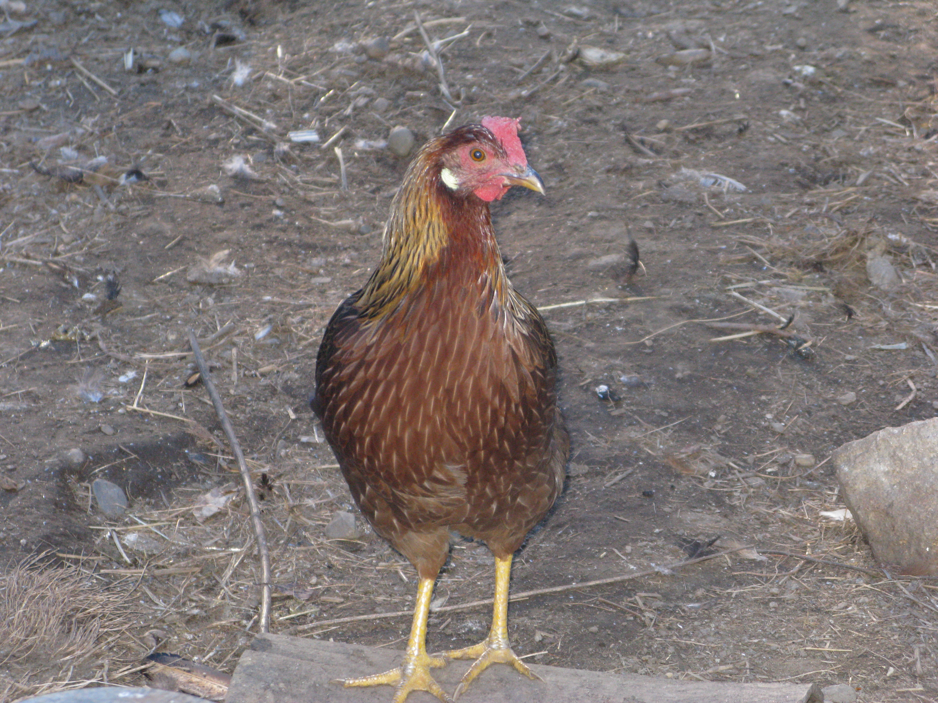 Danish Brown Leghorn