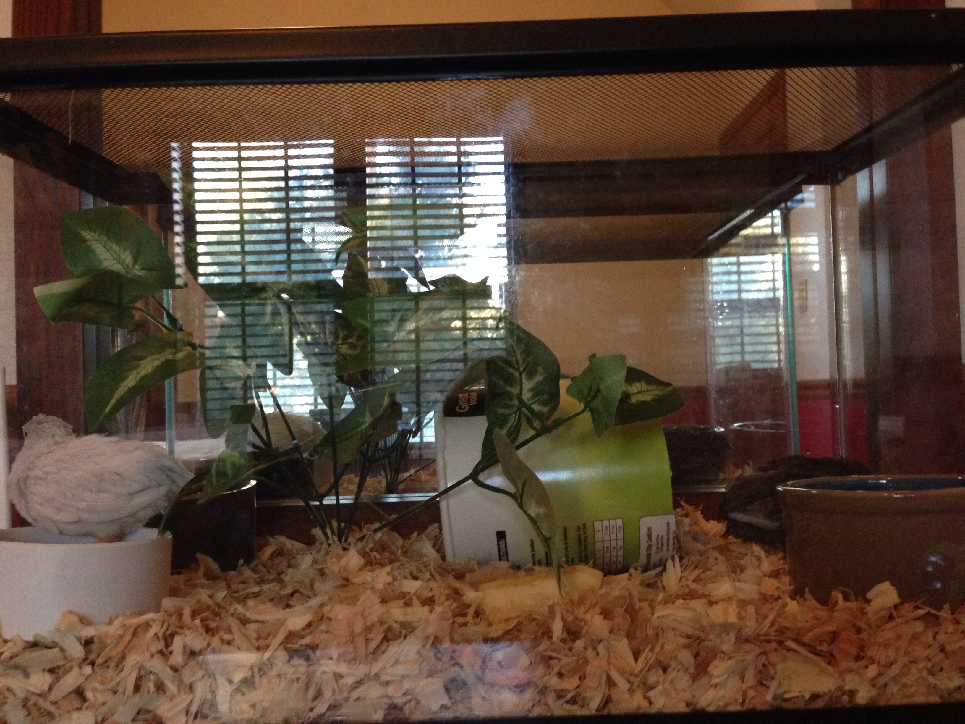 Dante & Beatrice--another pair of button quails