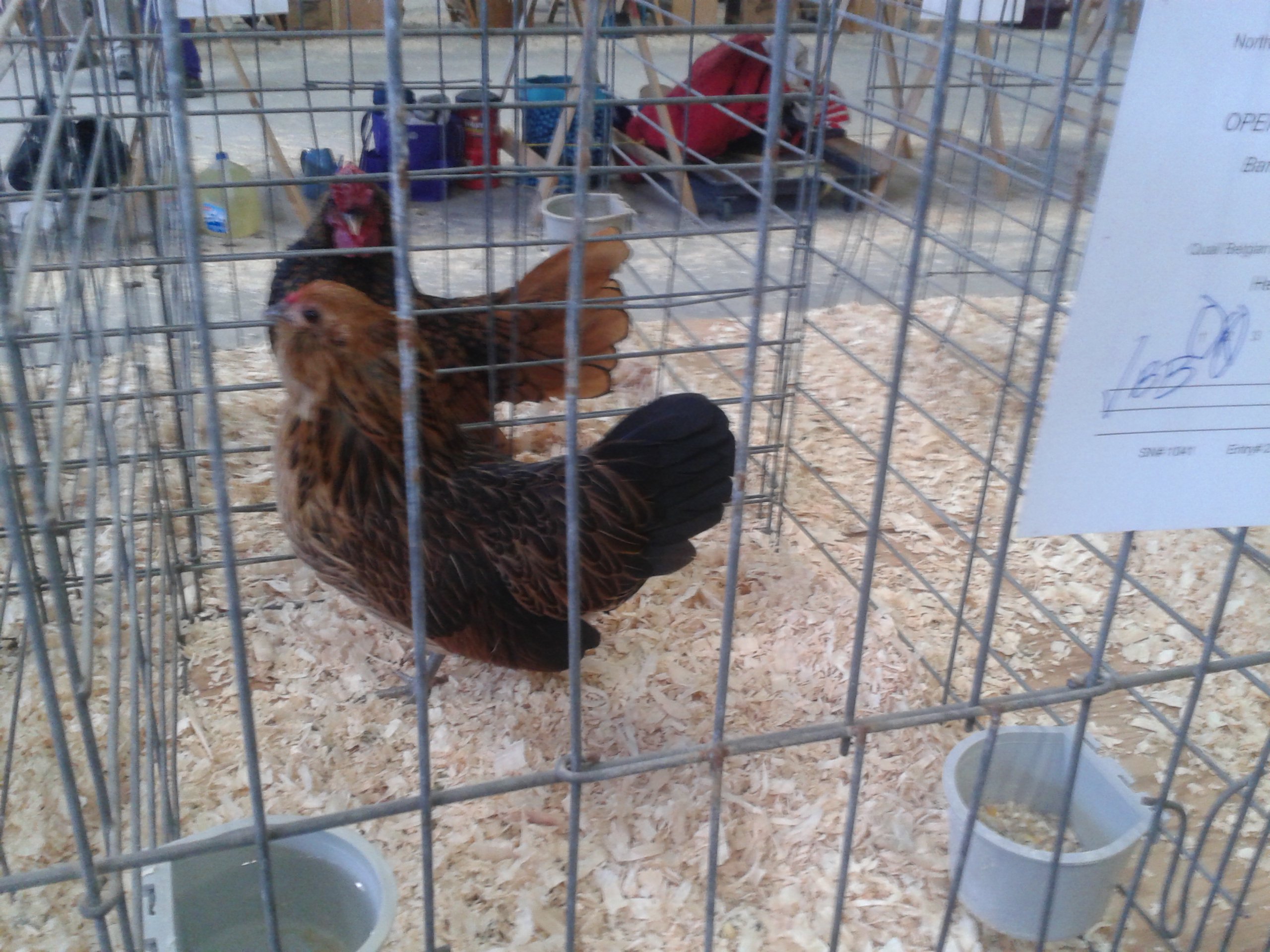 D'anvers, Best in Breed