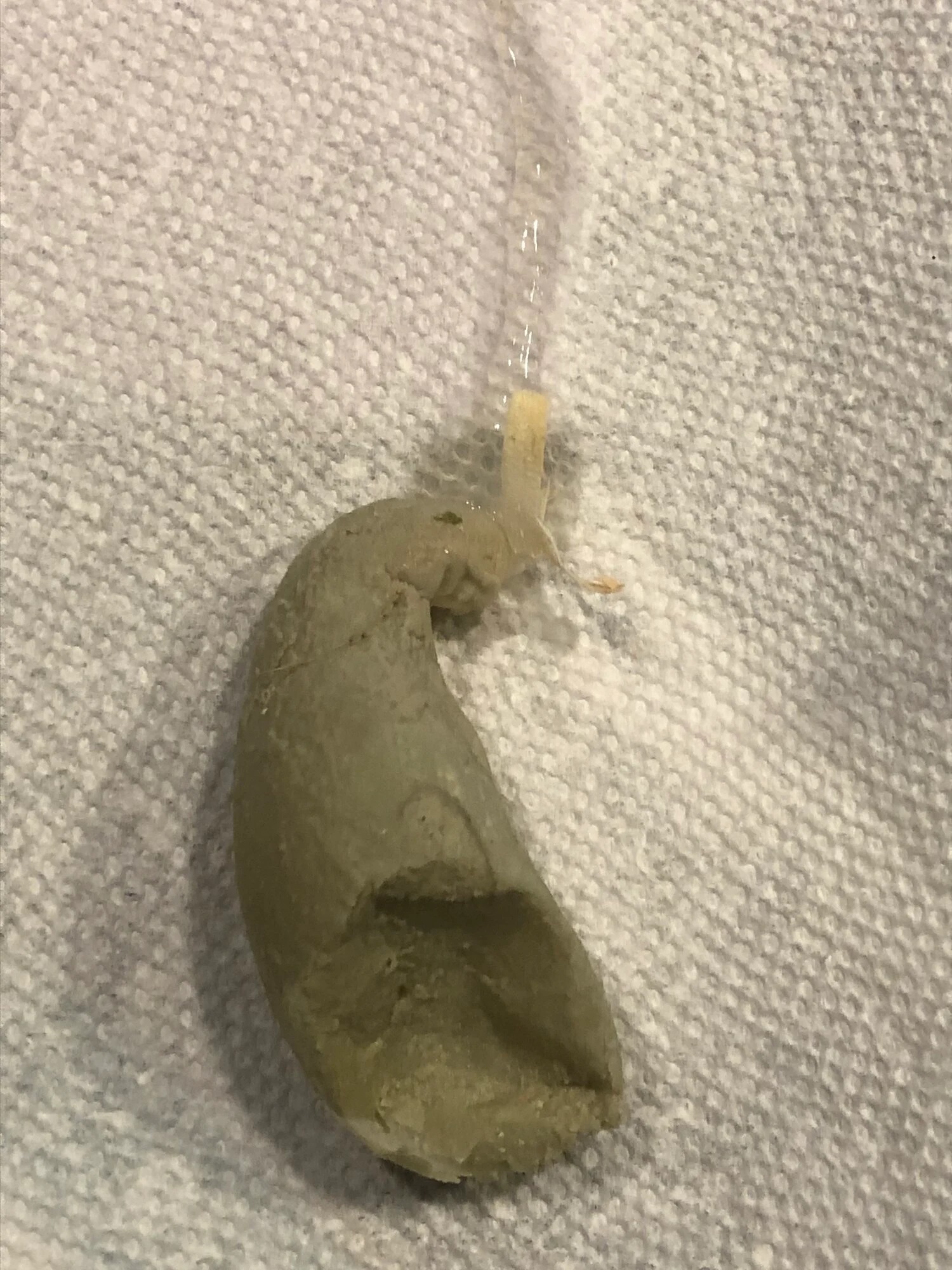 Daphne _loves_mealworms.jpg