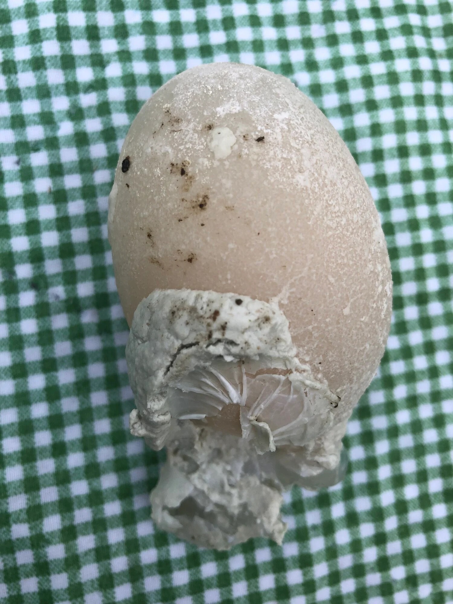 Daphne _loves_mealworms4.jpg