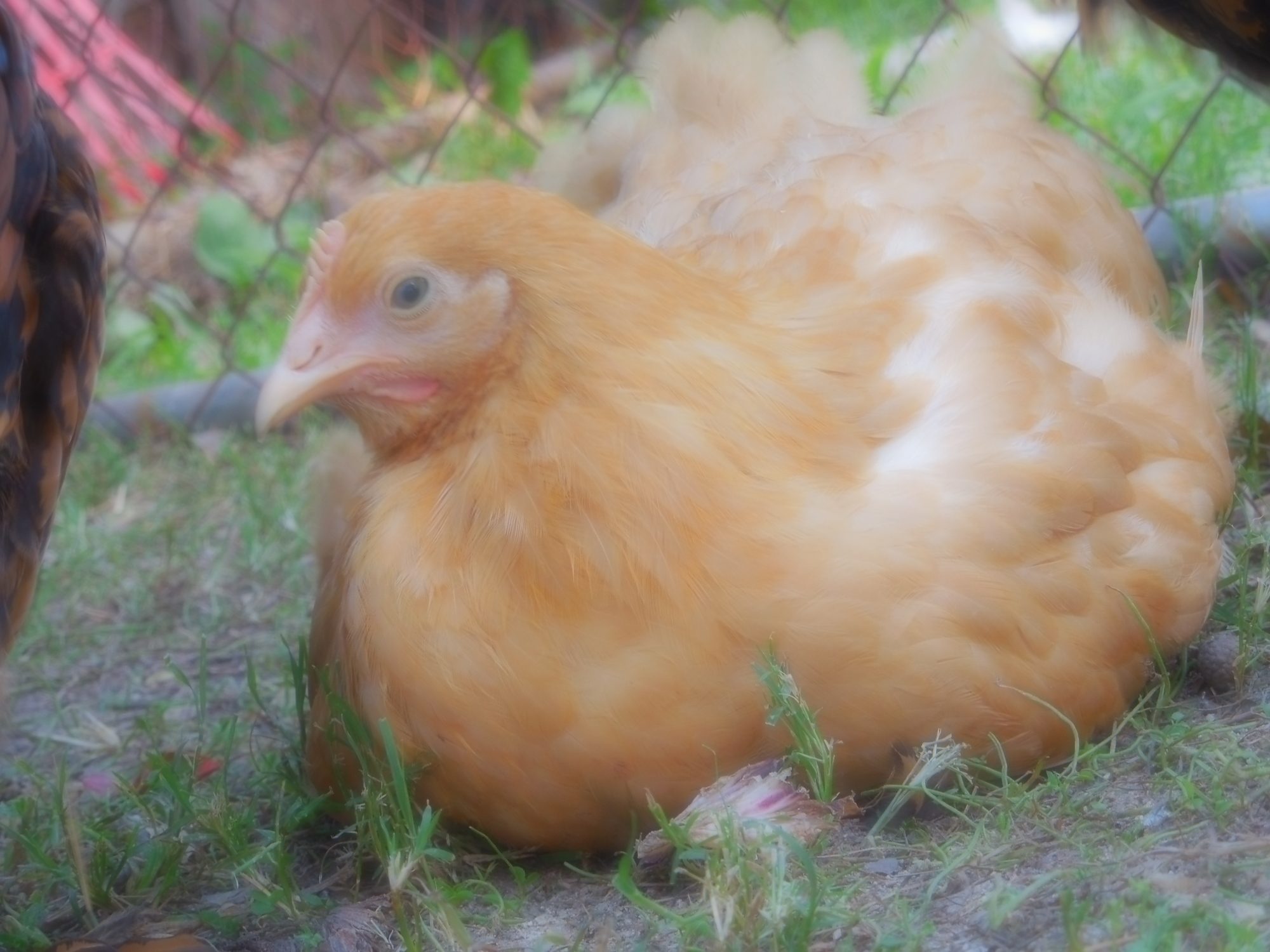 Daphne buff Orpington