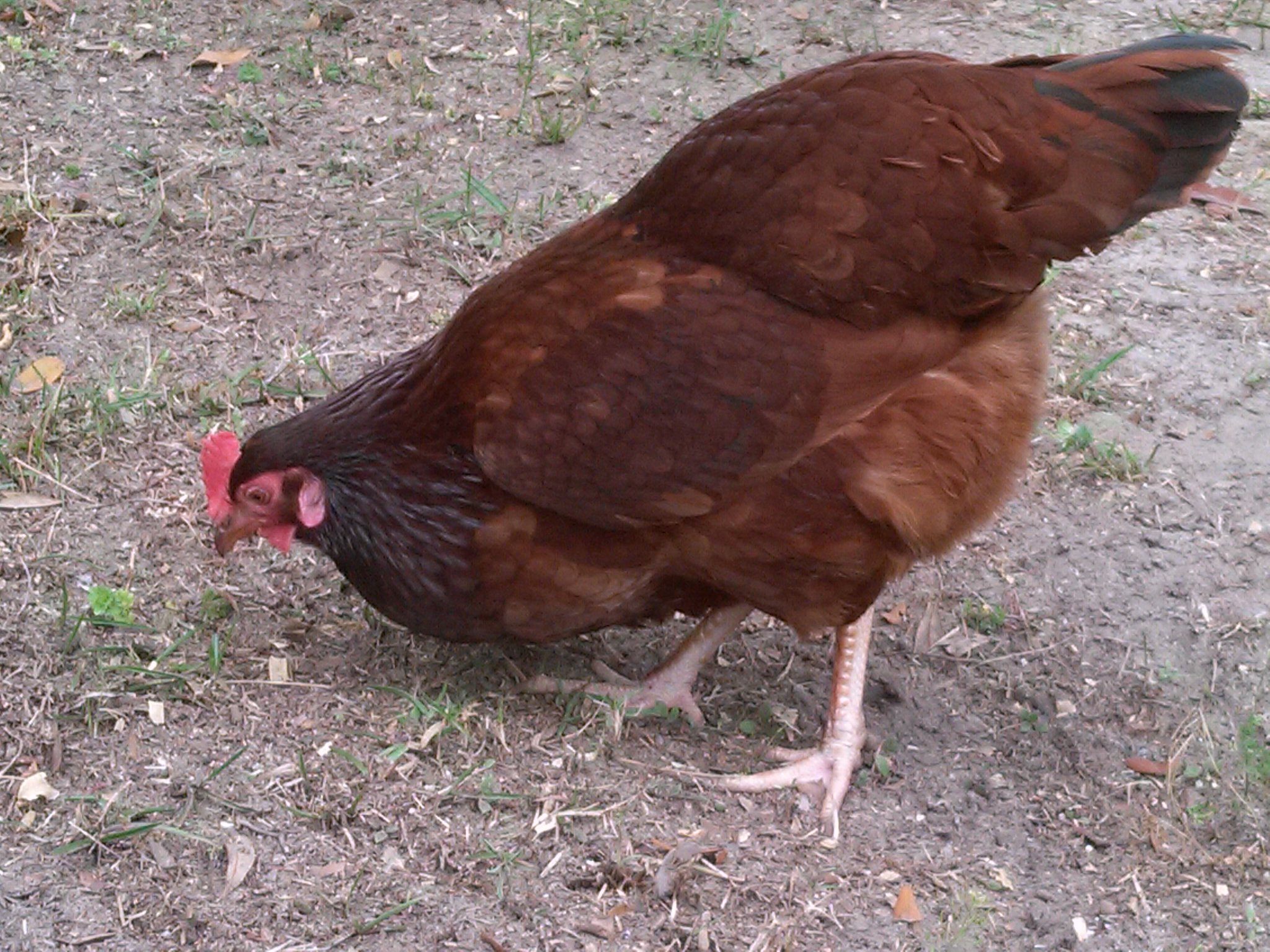 Daphne, RIR, is a character.  She loves people more than her coop mates.  She is about 13 months here.