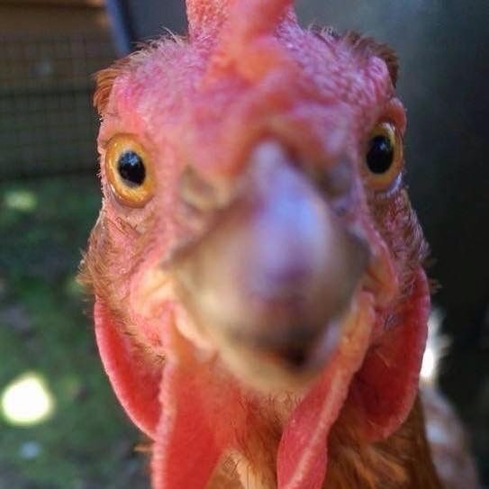 Daphne was something special