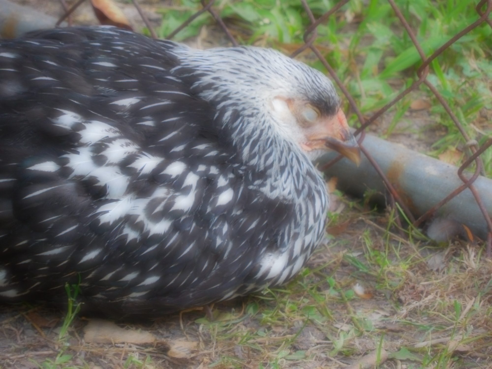 Darby silver laced Wyandotte
