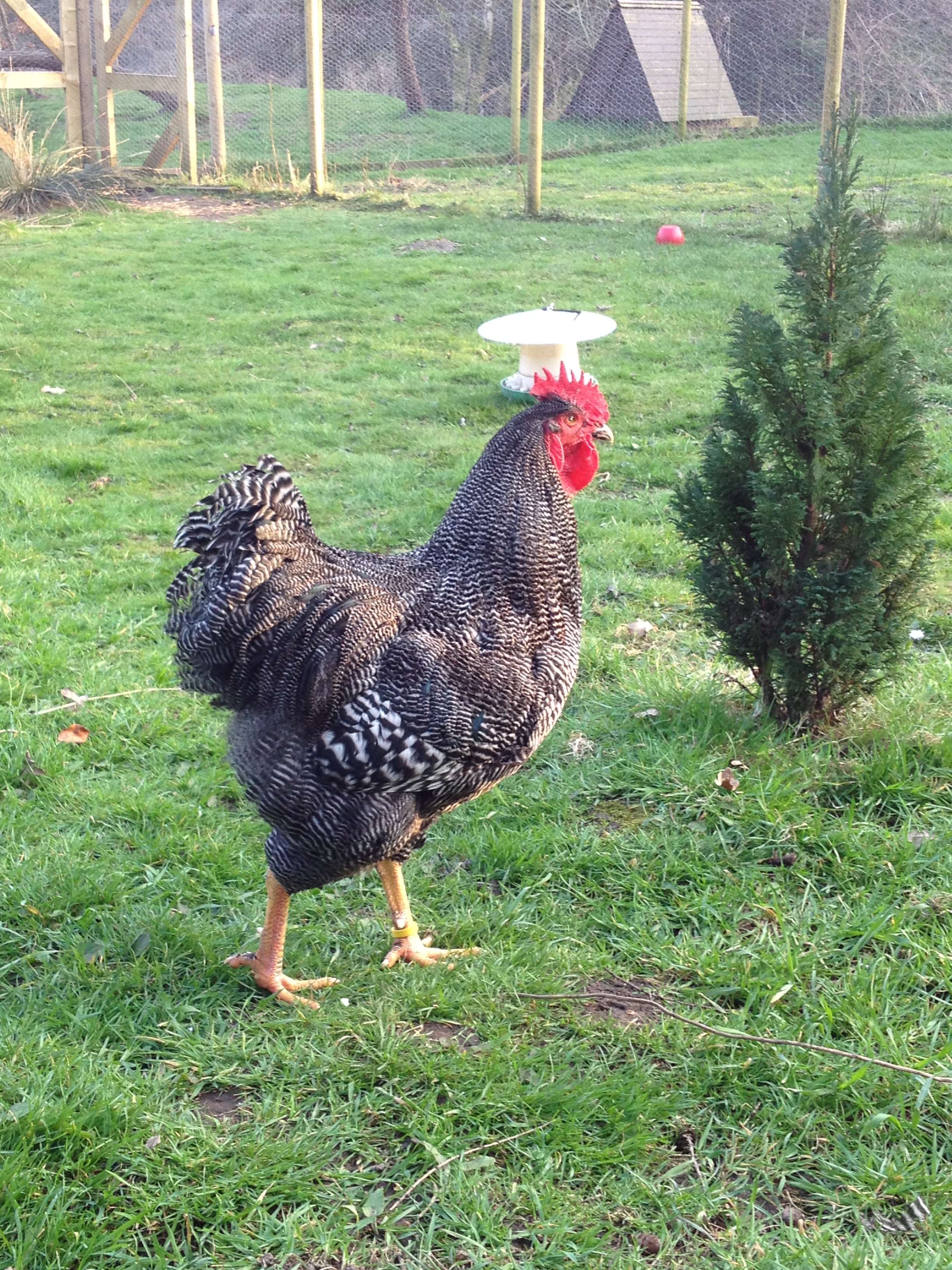 Dark Barred LF Plymouth Rock (Brian)