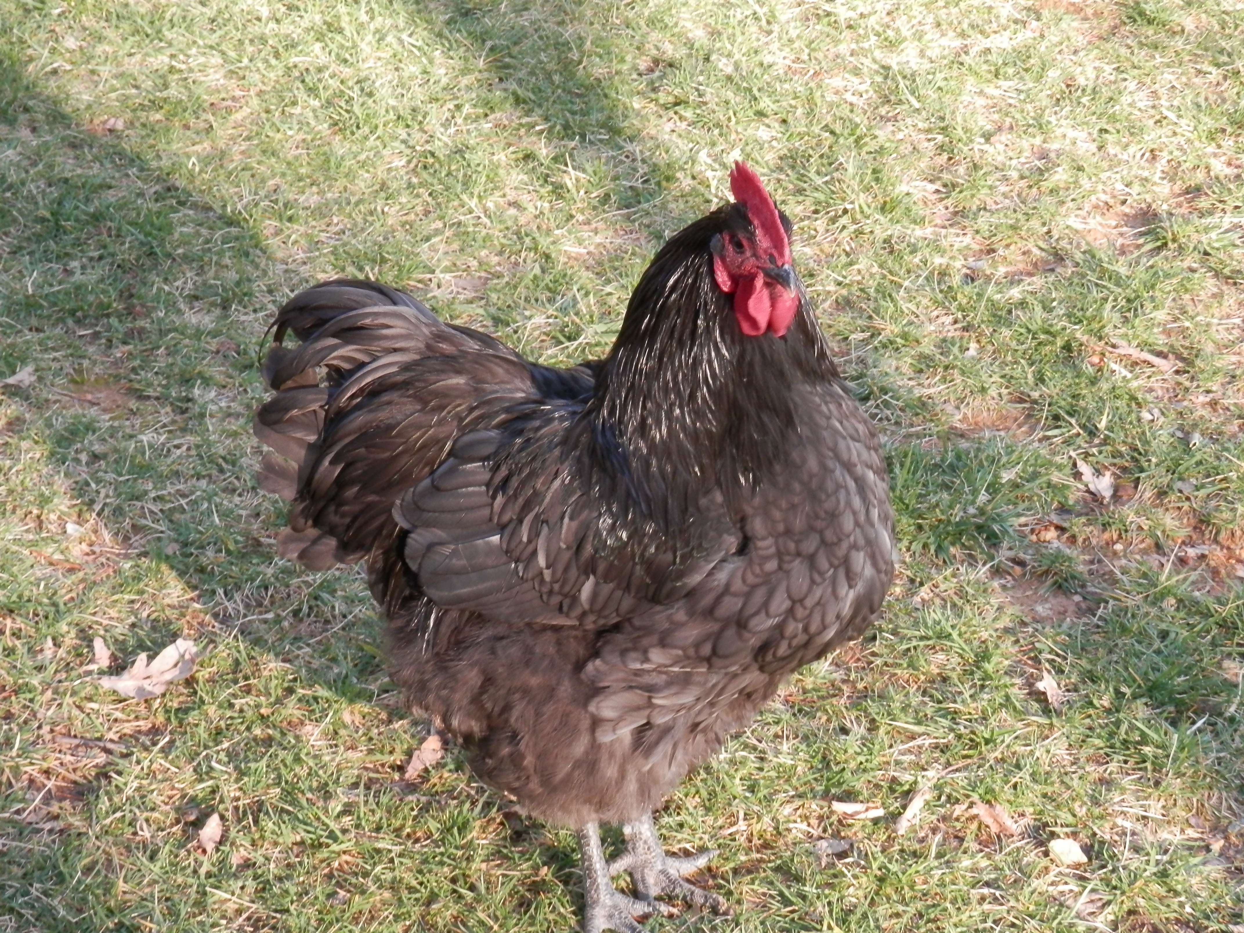 dark blue 6 1/2 months