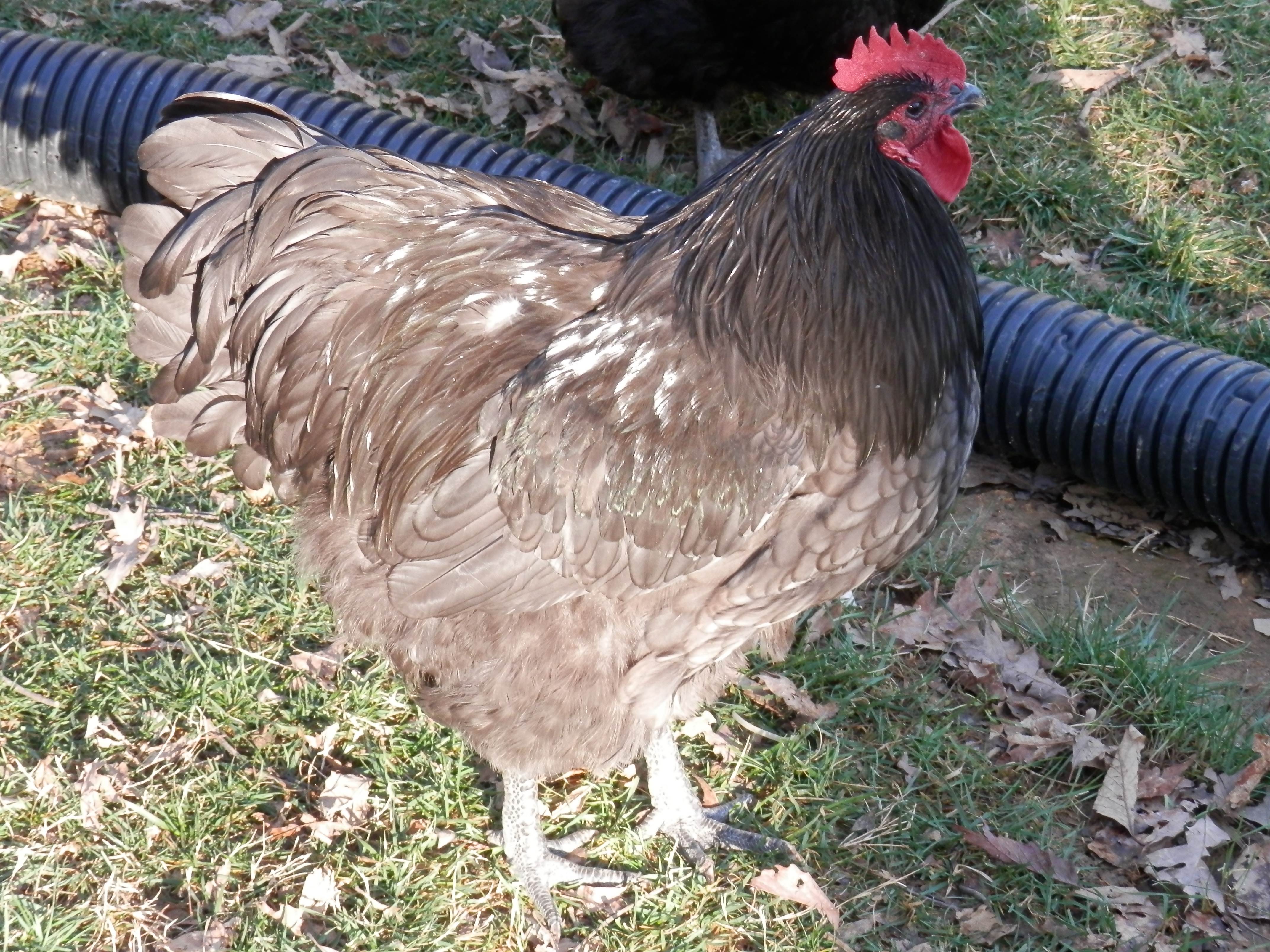 dark blue 6 1/2 months