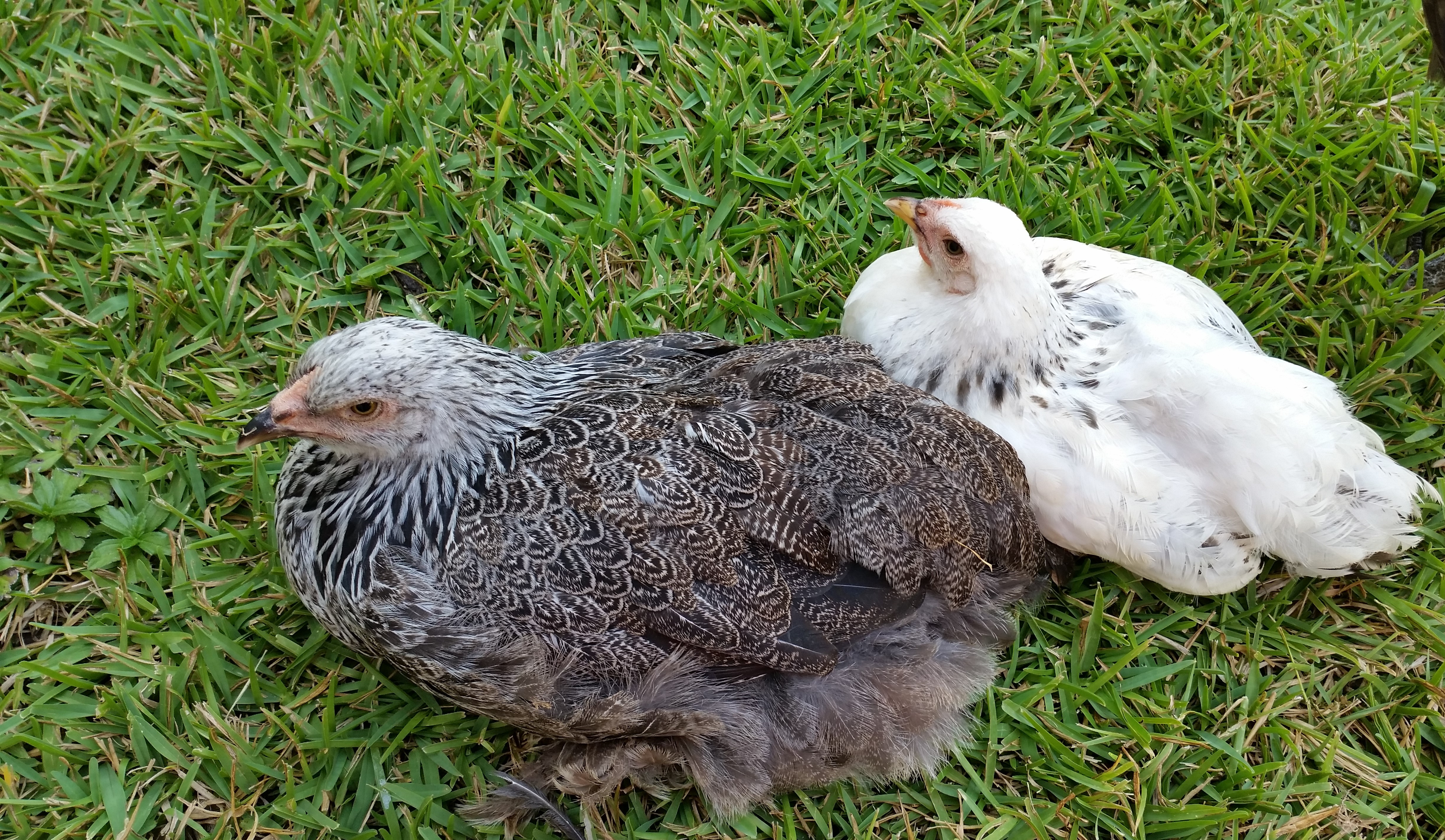 Dark Brahma 16 weeks and Light Brahma 11weeks