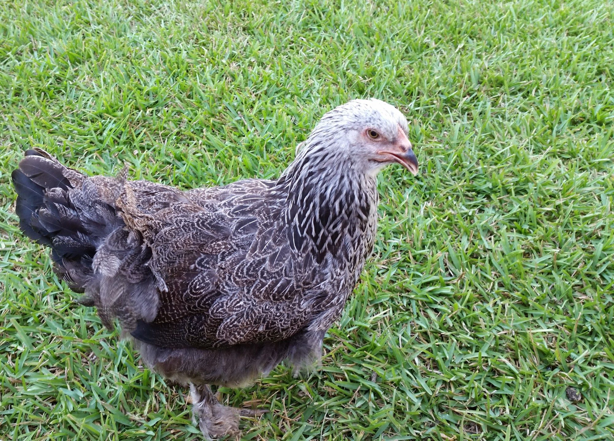 Dark Brahma 16weeks