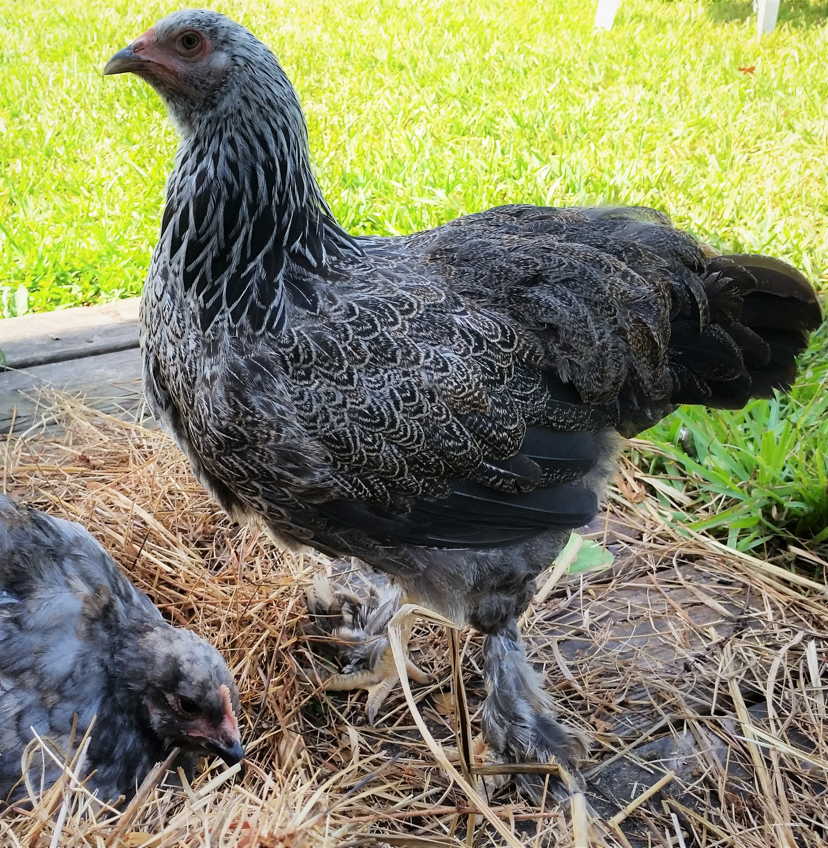 Dark Brahma 18 weeks