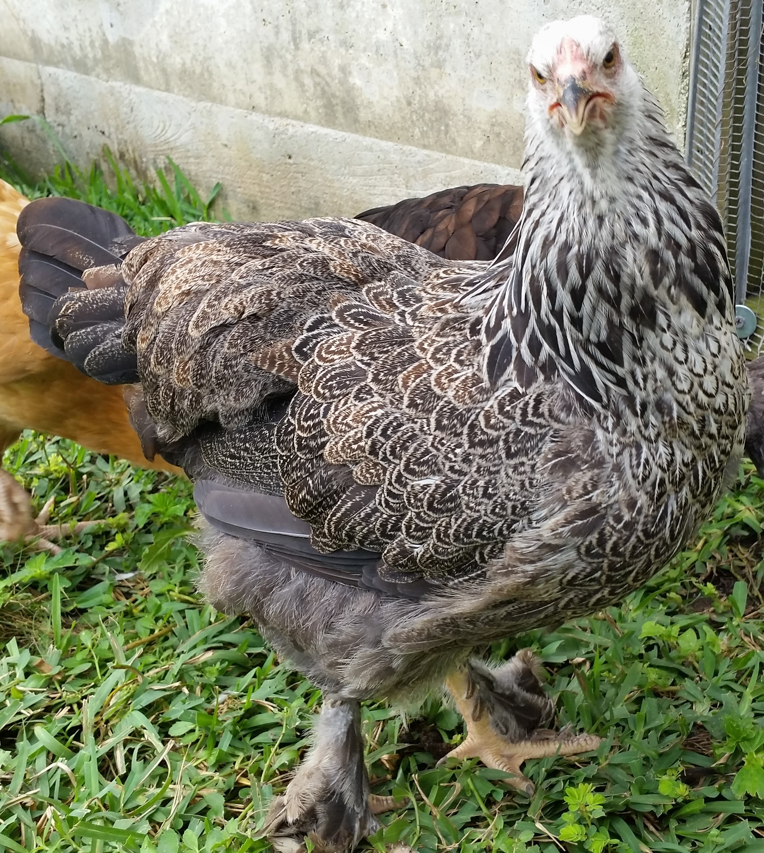 Dark Brahma 19 weeks