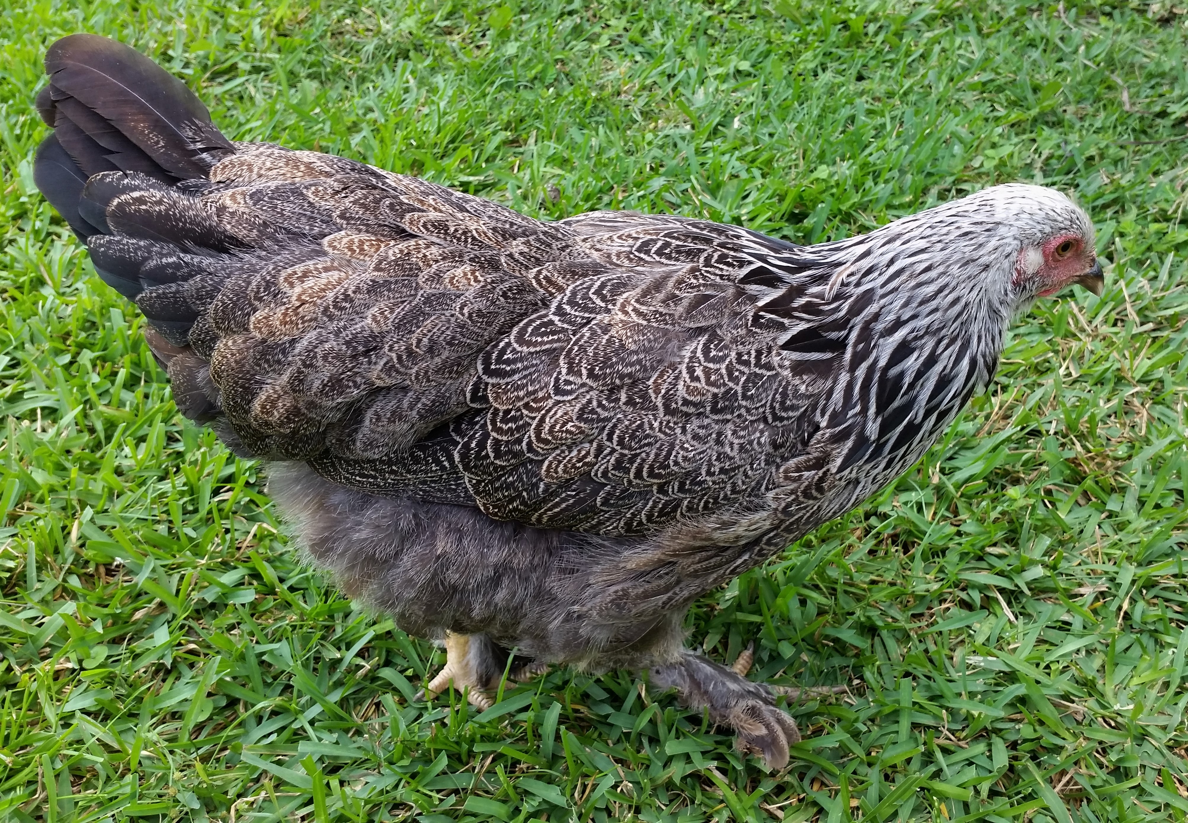 Dark Brahma 20 weeks