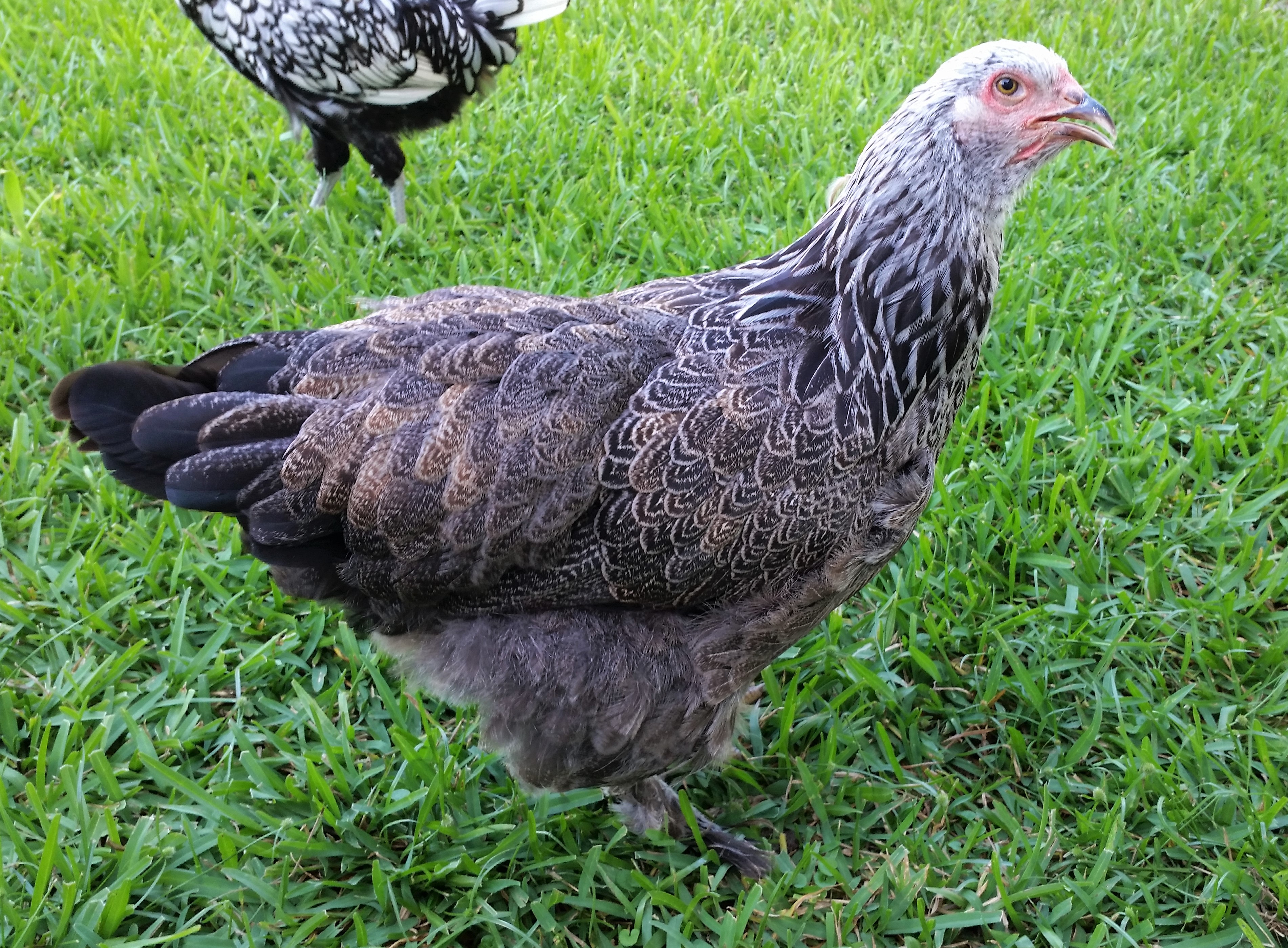 Dark Brahma 21 weeks