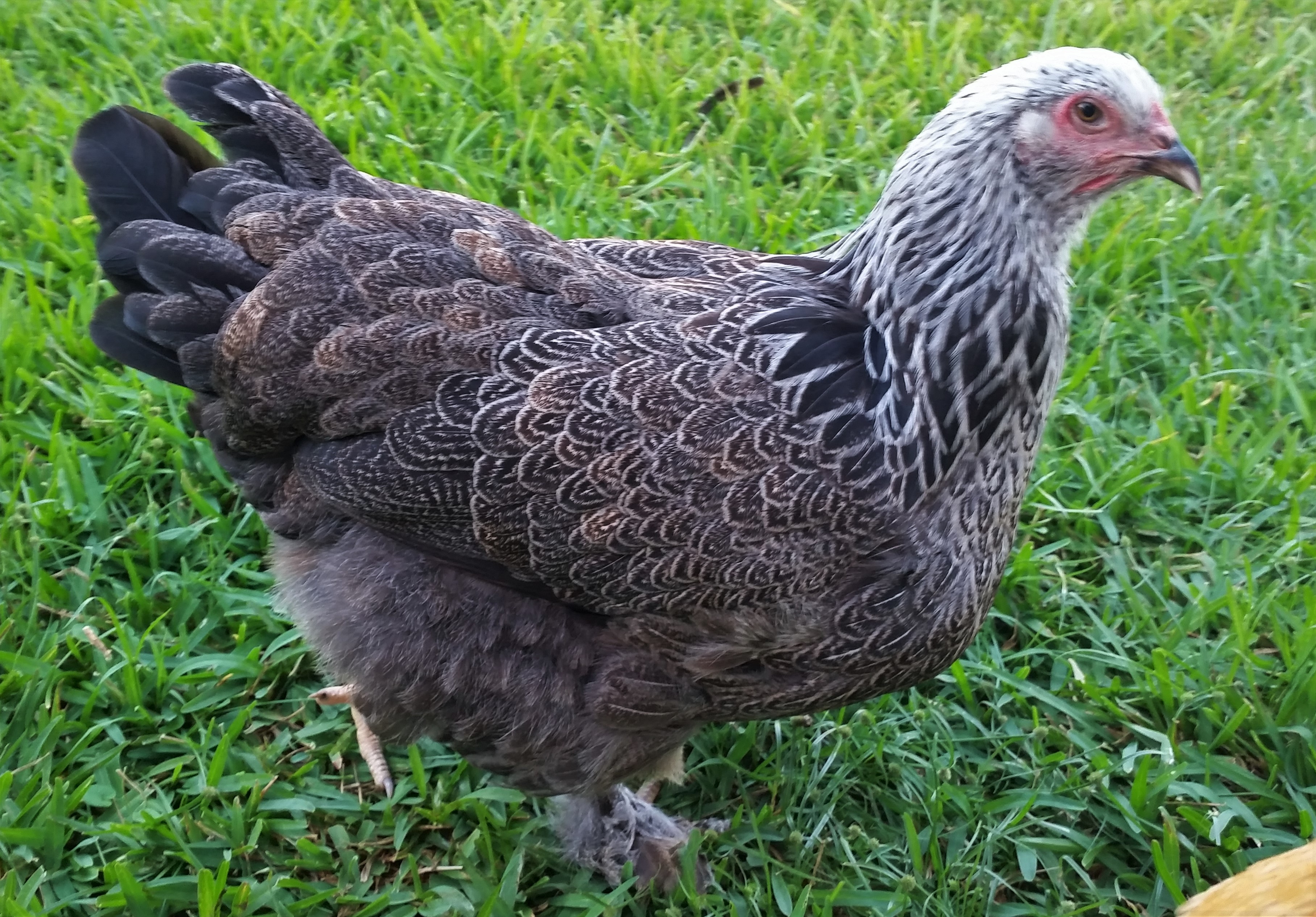 Dark Brahma 23 weeks