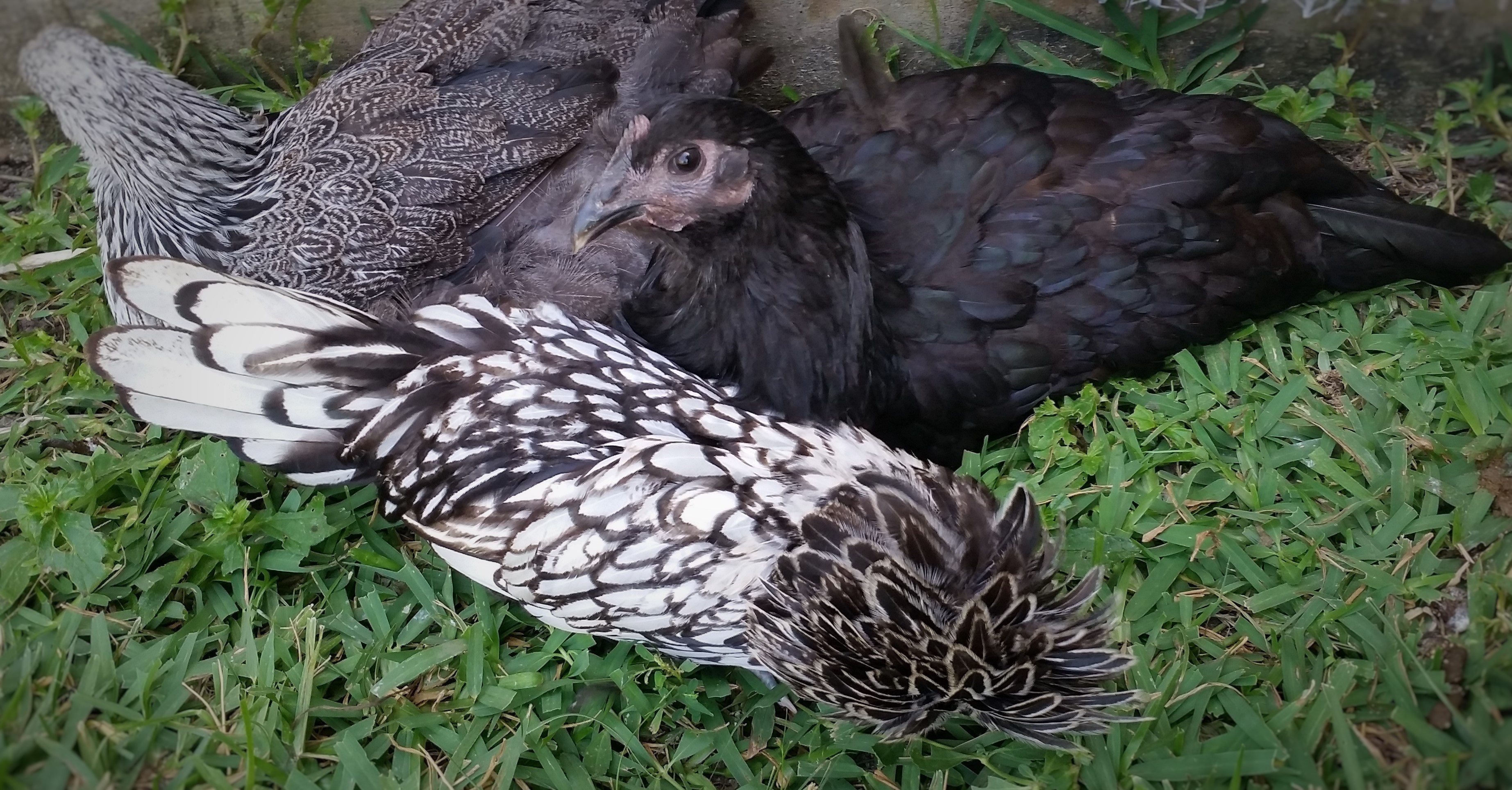 Dark Brahma, Australorp, and SL Polish   
17weeks