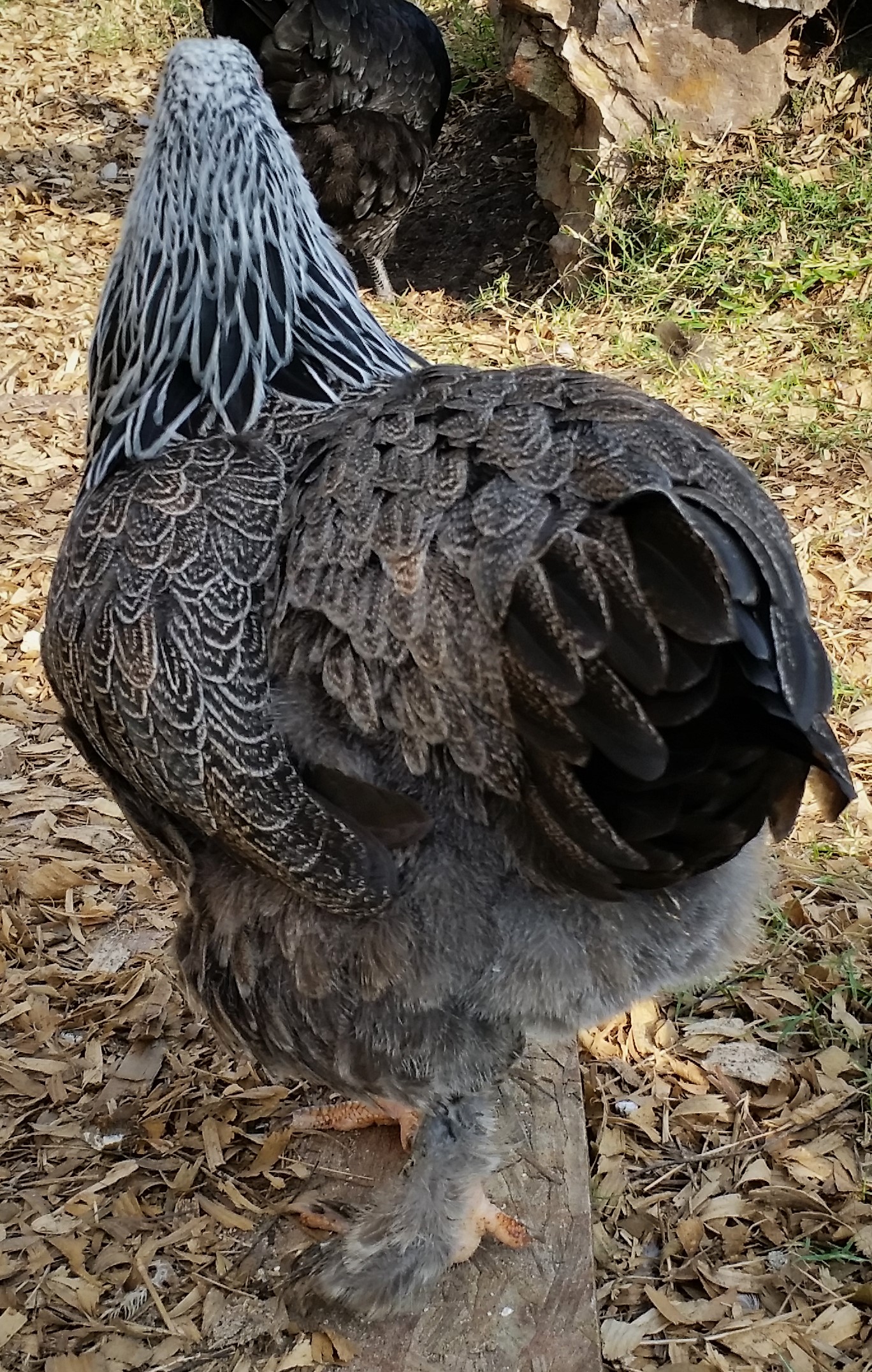 Dark Brahma "Doh-Doh" 25 1/2 weeks