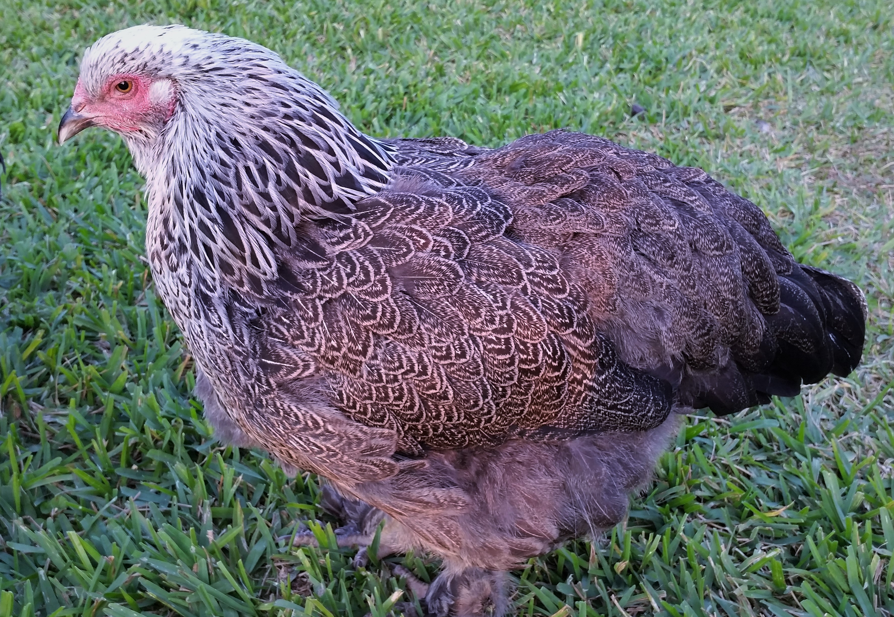 Dark Brahma "Doh-Doh" 27 weeks