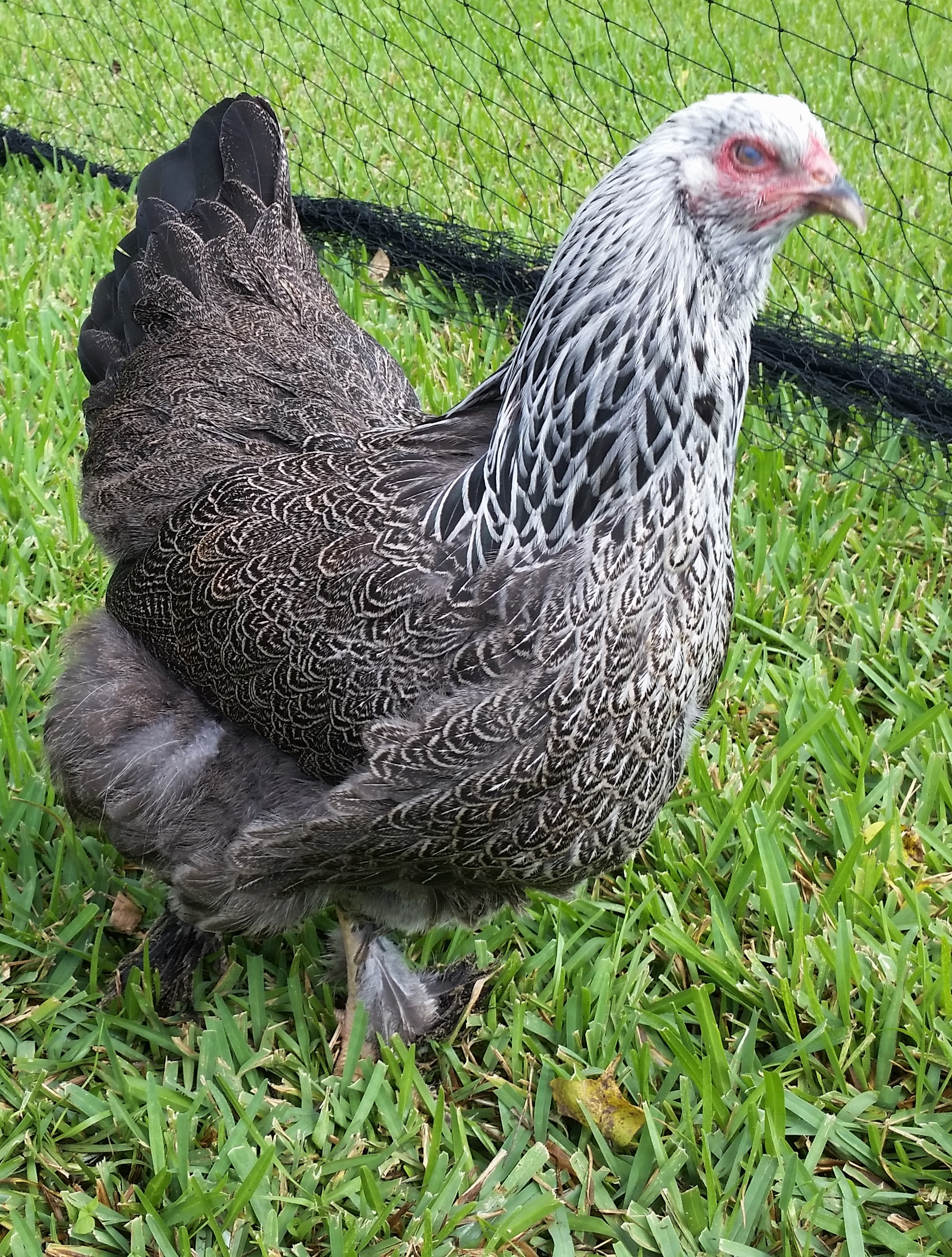Dark Brahma "Doh-doh" 28 weeks