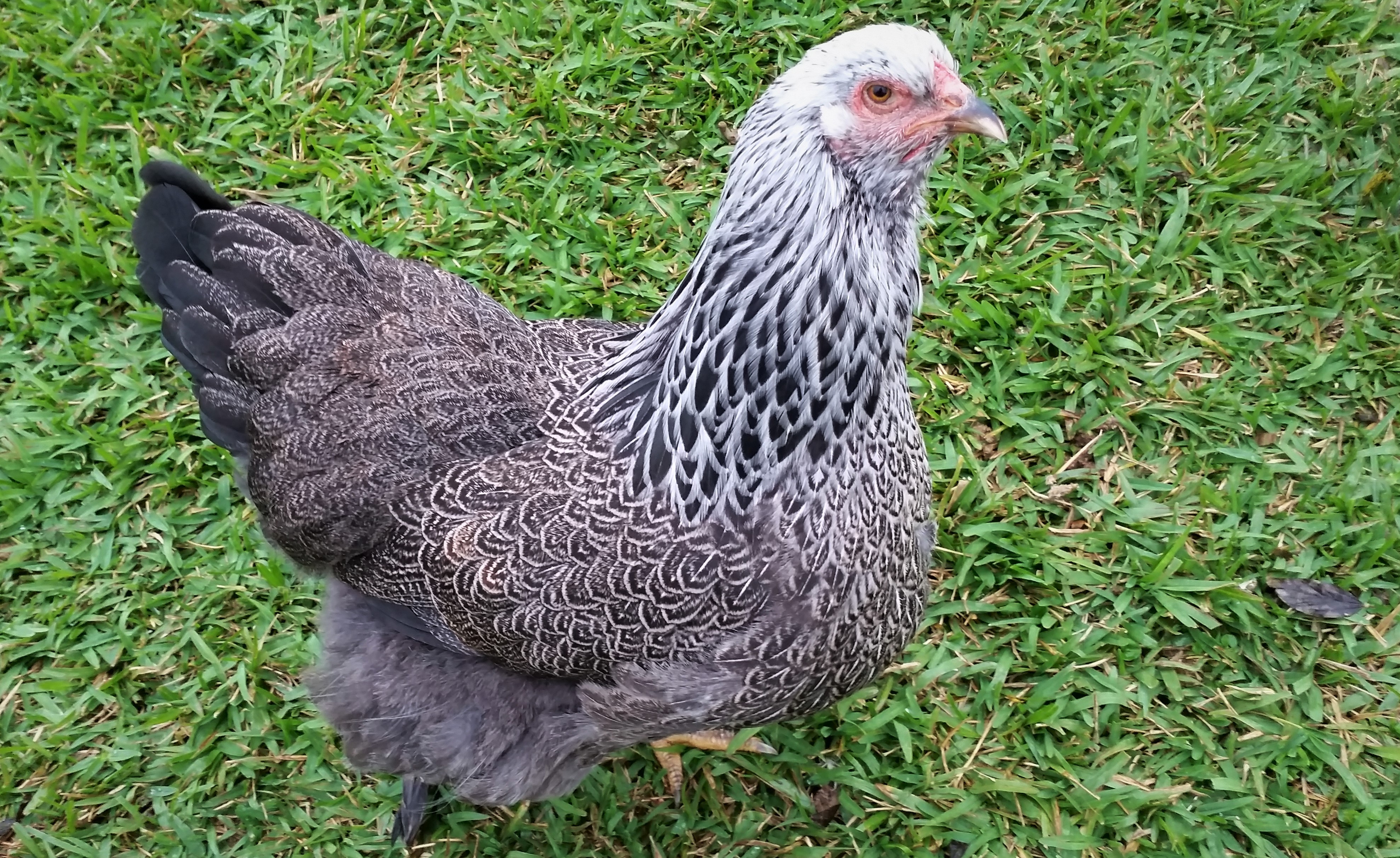 Dark Brahma "Doh-doh" 33 weeks