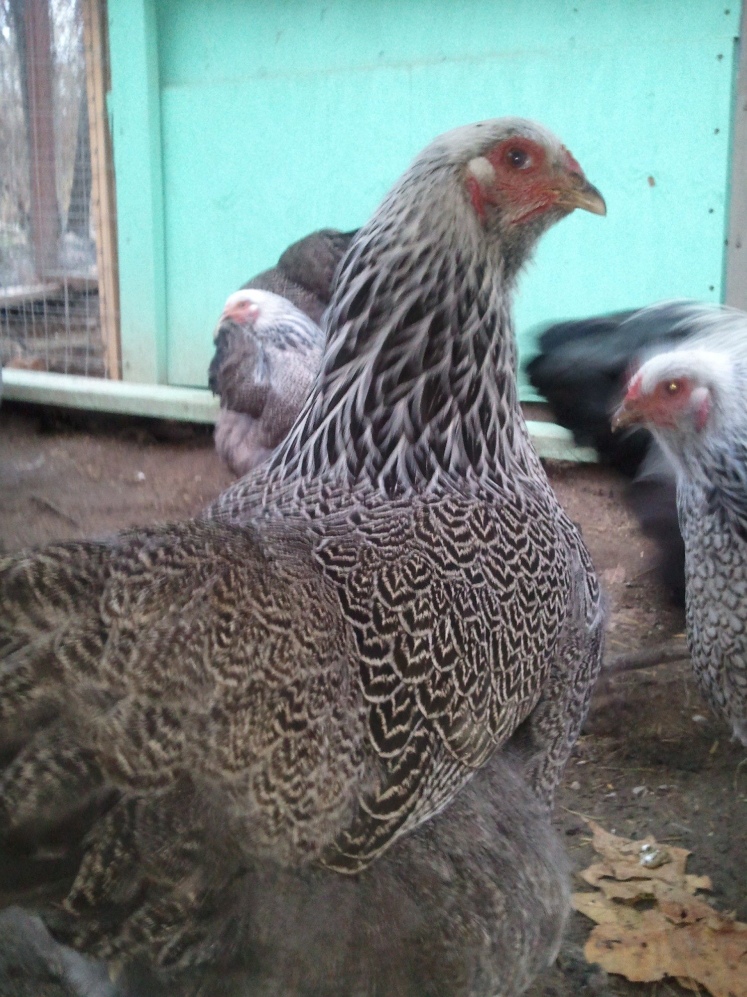 Dark Brahma hen