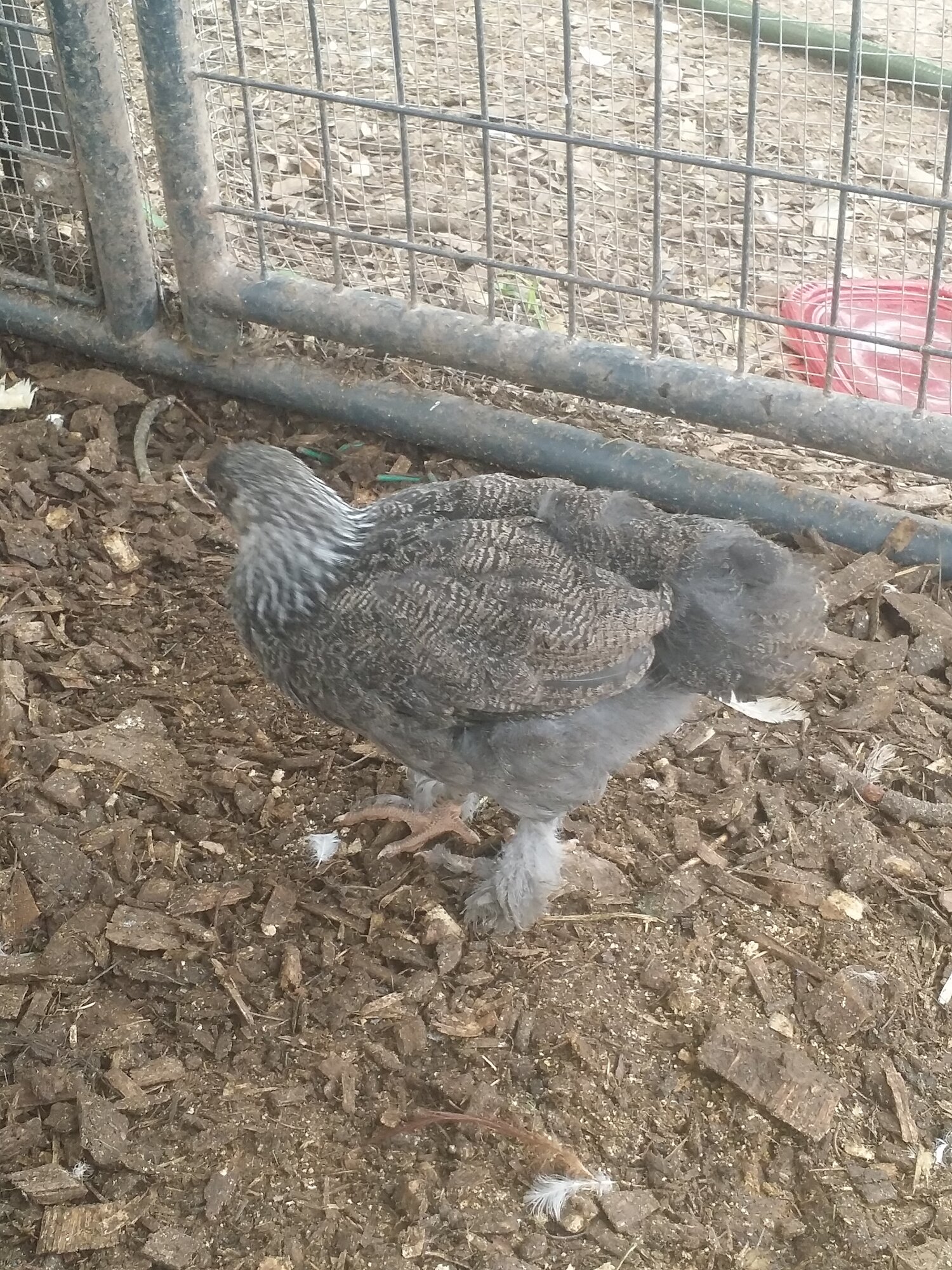 Dark brahma pullet