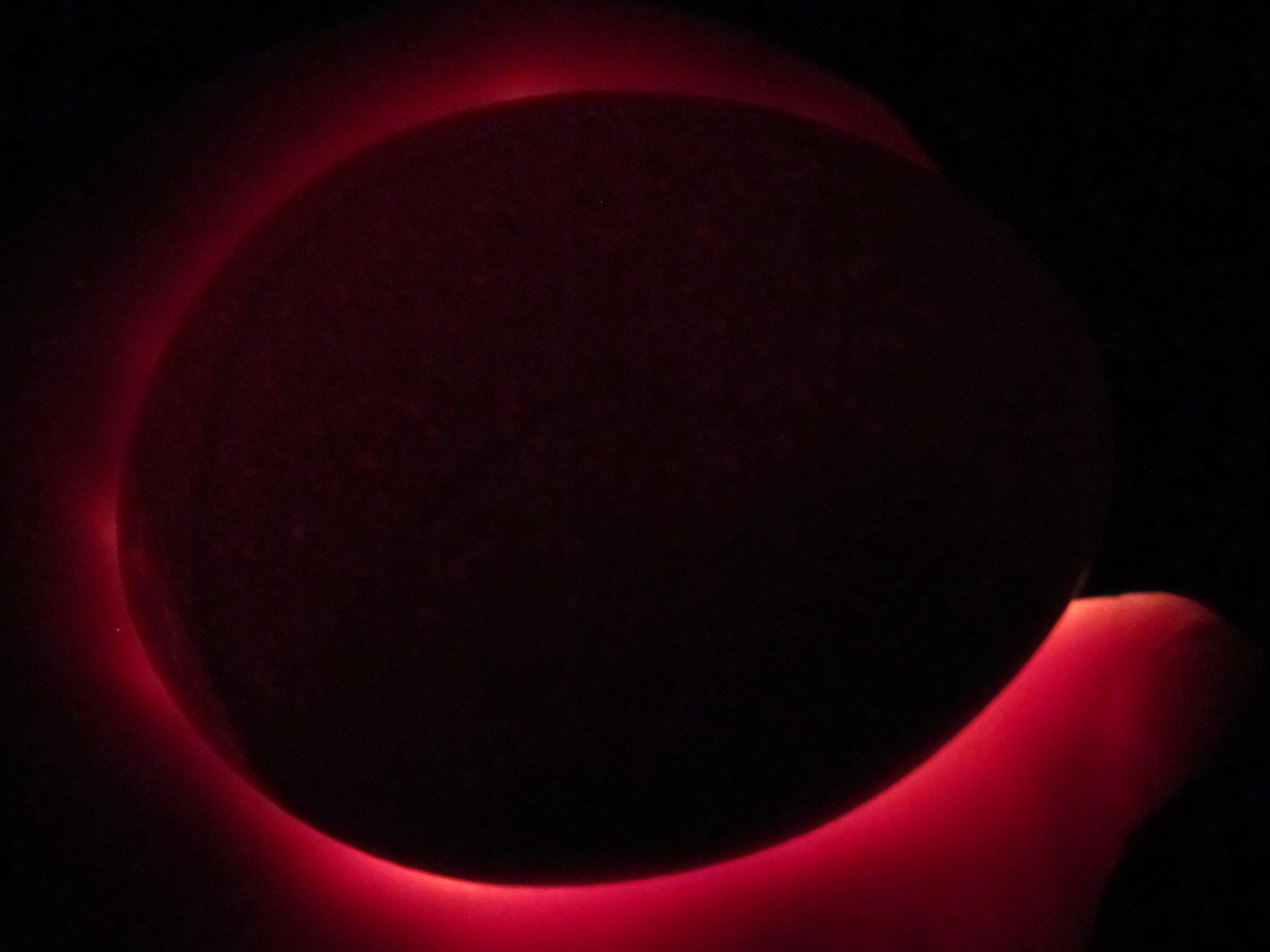 Dark brown egg, some veining visible at twelve days.
