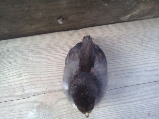 dark chick behind view