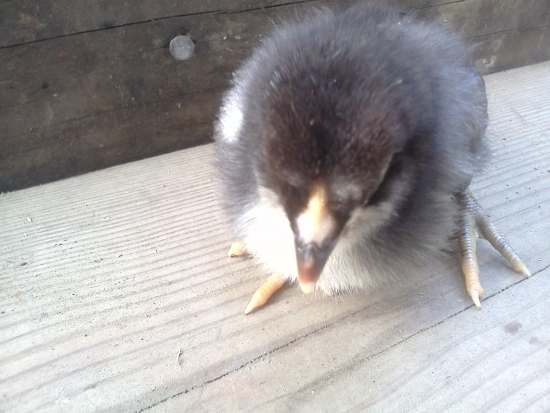 dark chick close up