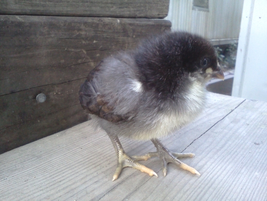 dark chick front and side view